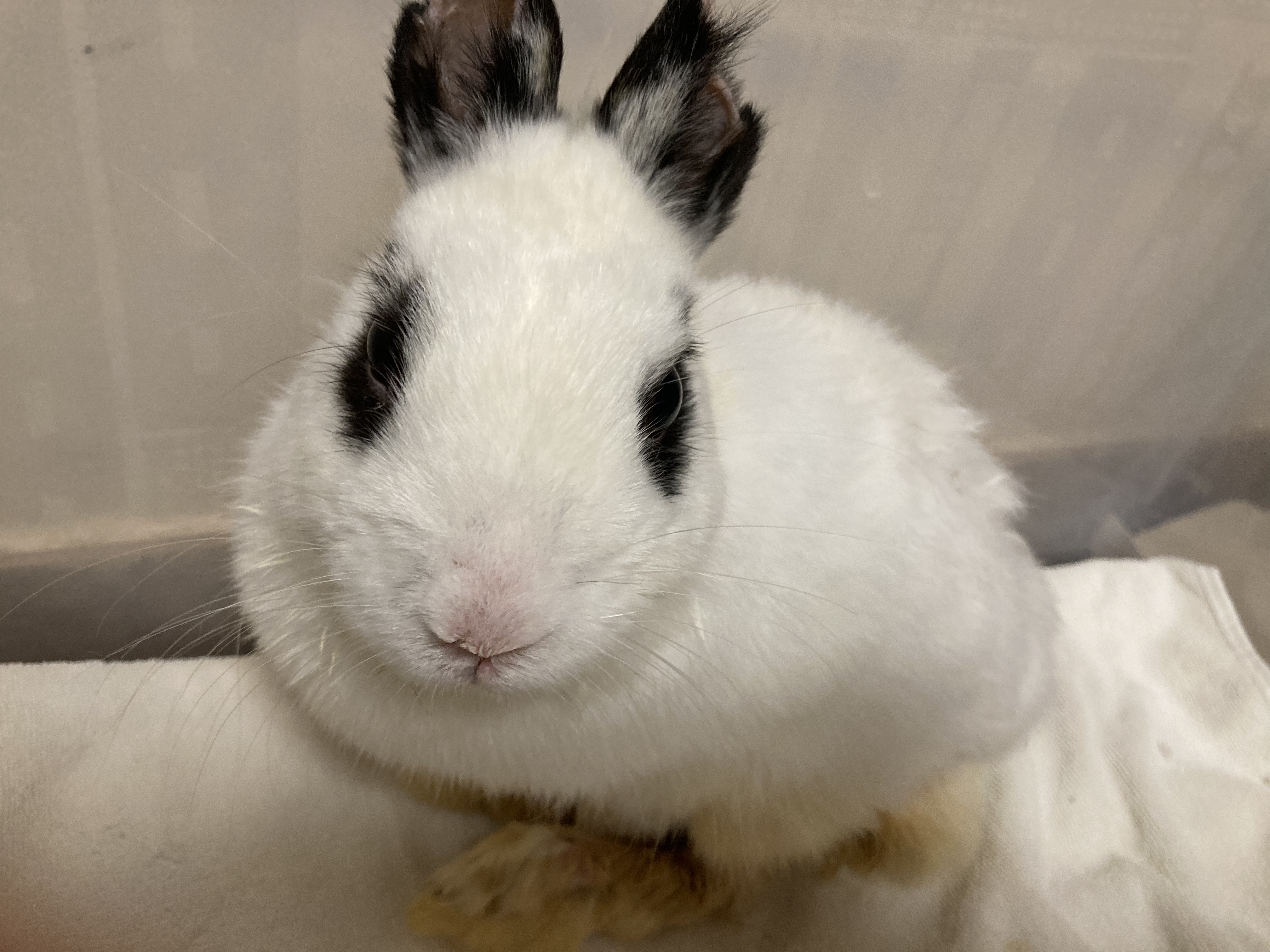 나의 행운, 행운이!