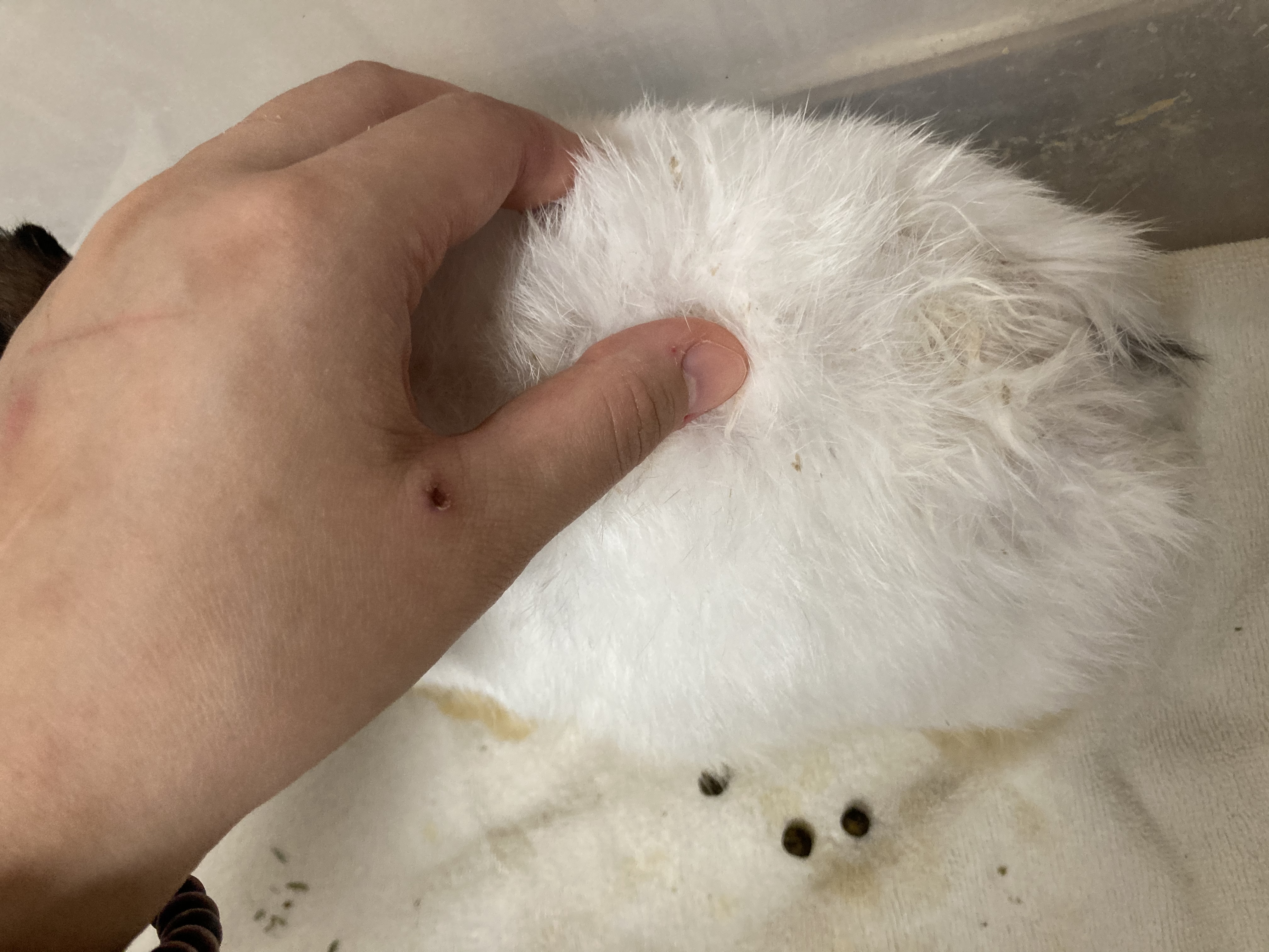 나의 행운, 행운이!