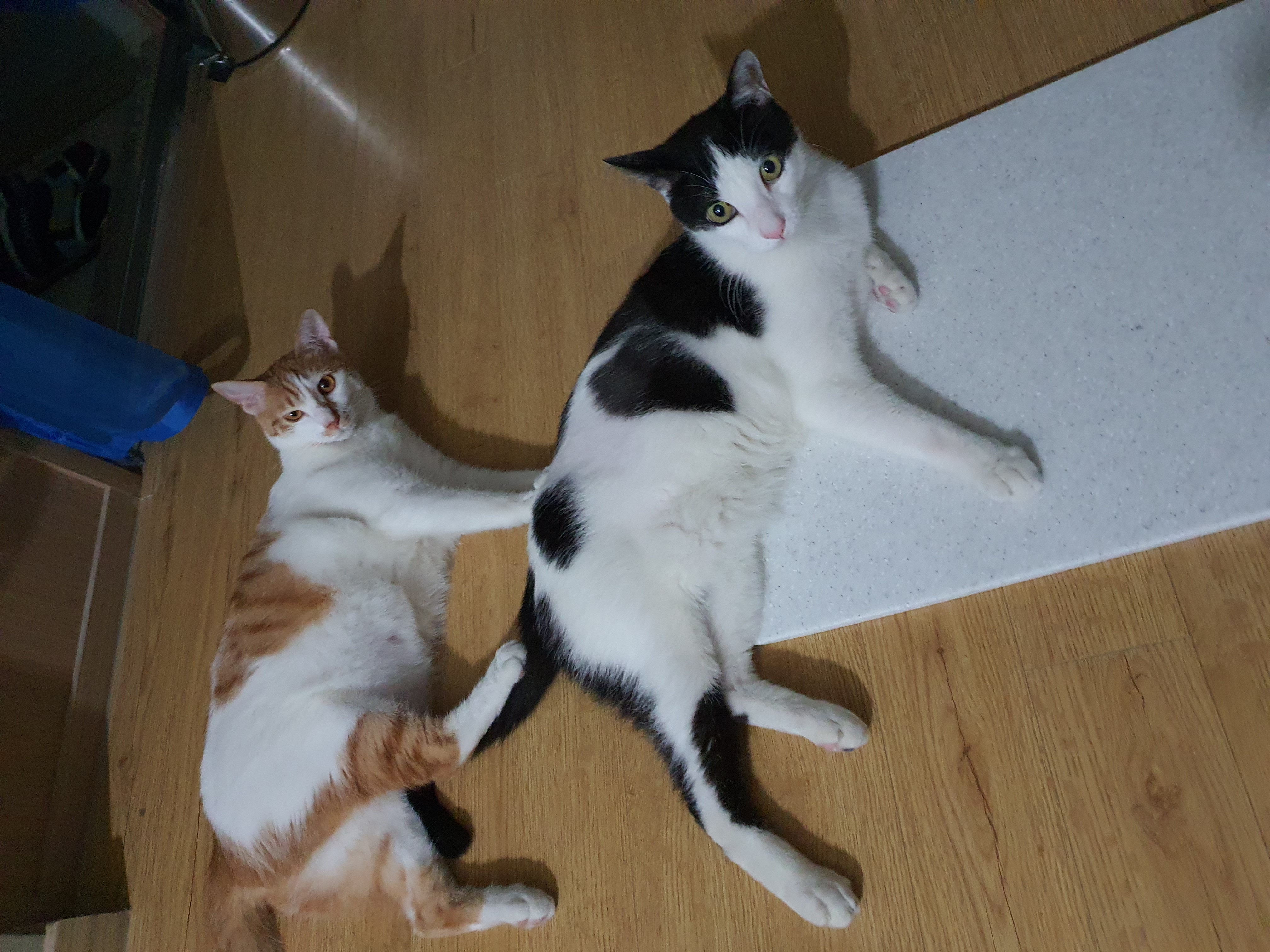 새싹이 이제 곧 한달되가네요(구조자님 답글잘봤습니다!!)