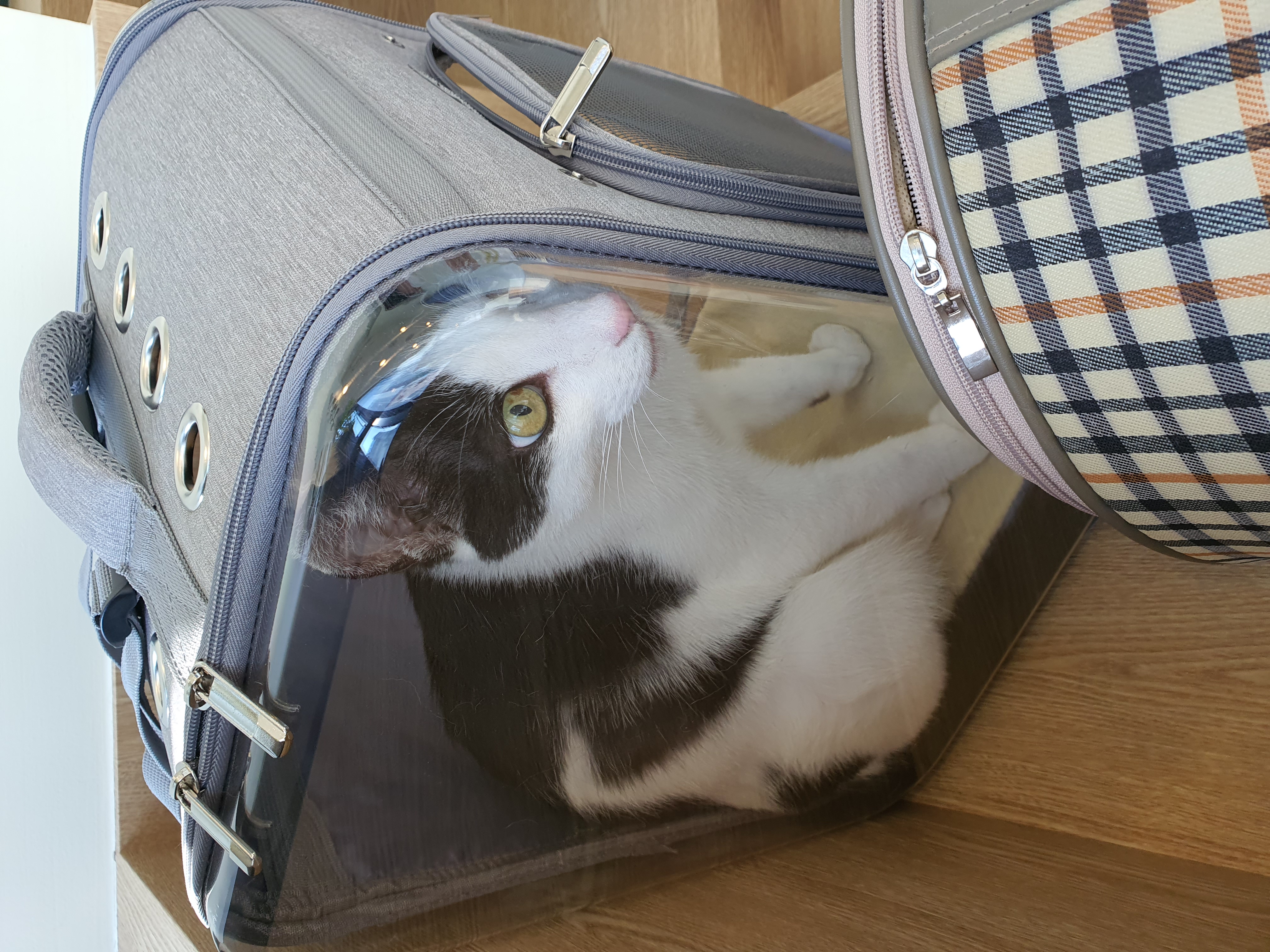 새싹이 이제 곧 한달되가네요(구조자님 답글잘봤습니다!!)