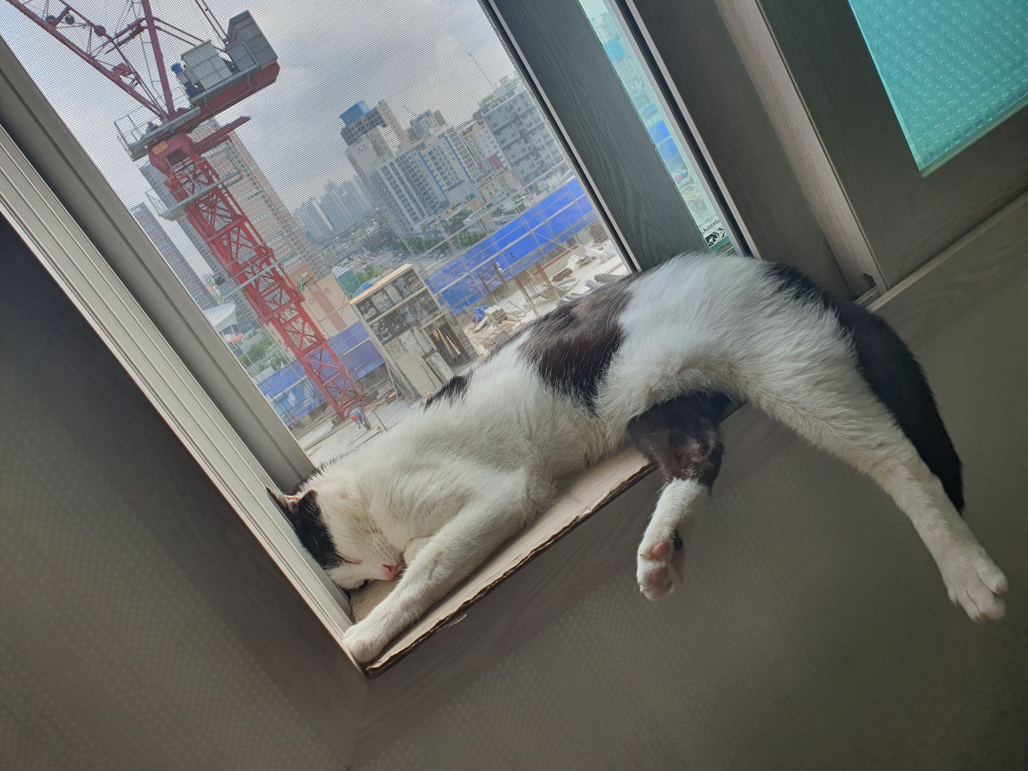 새싹이 이제 곧 한달되가네요(구조자님 답글잘봤습니다!!)