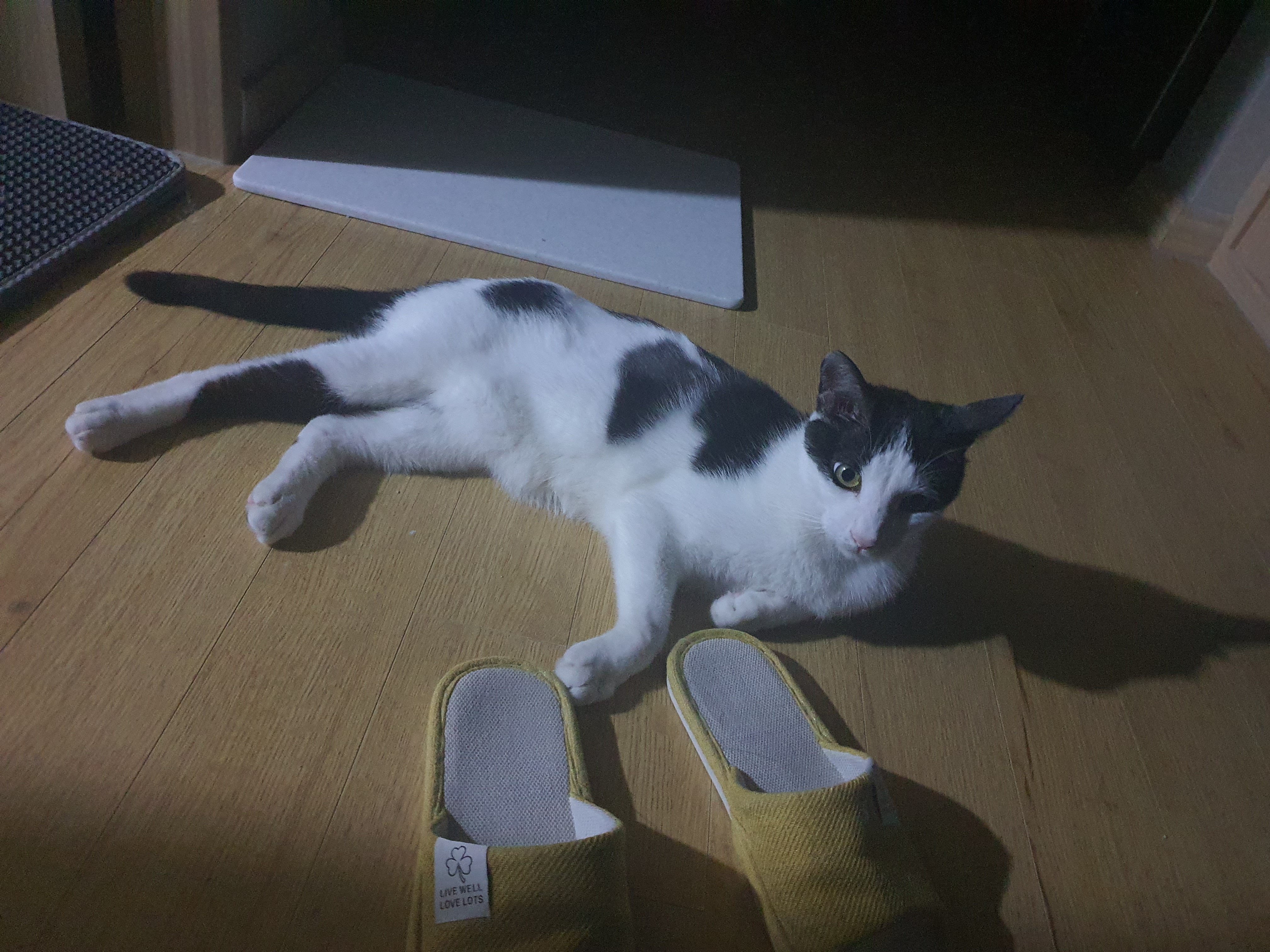 새싹이 이제 곧 한달되가네요(구조자님 답글잘봤습니다!!)