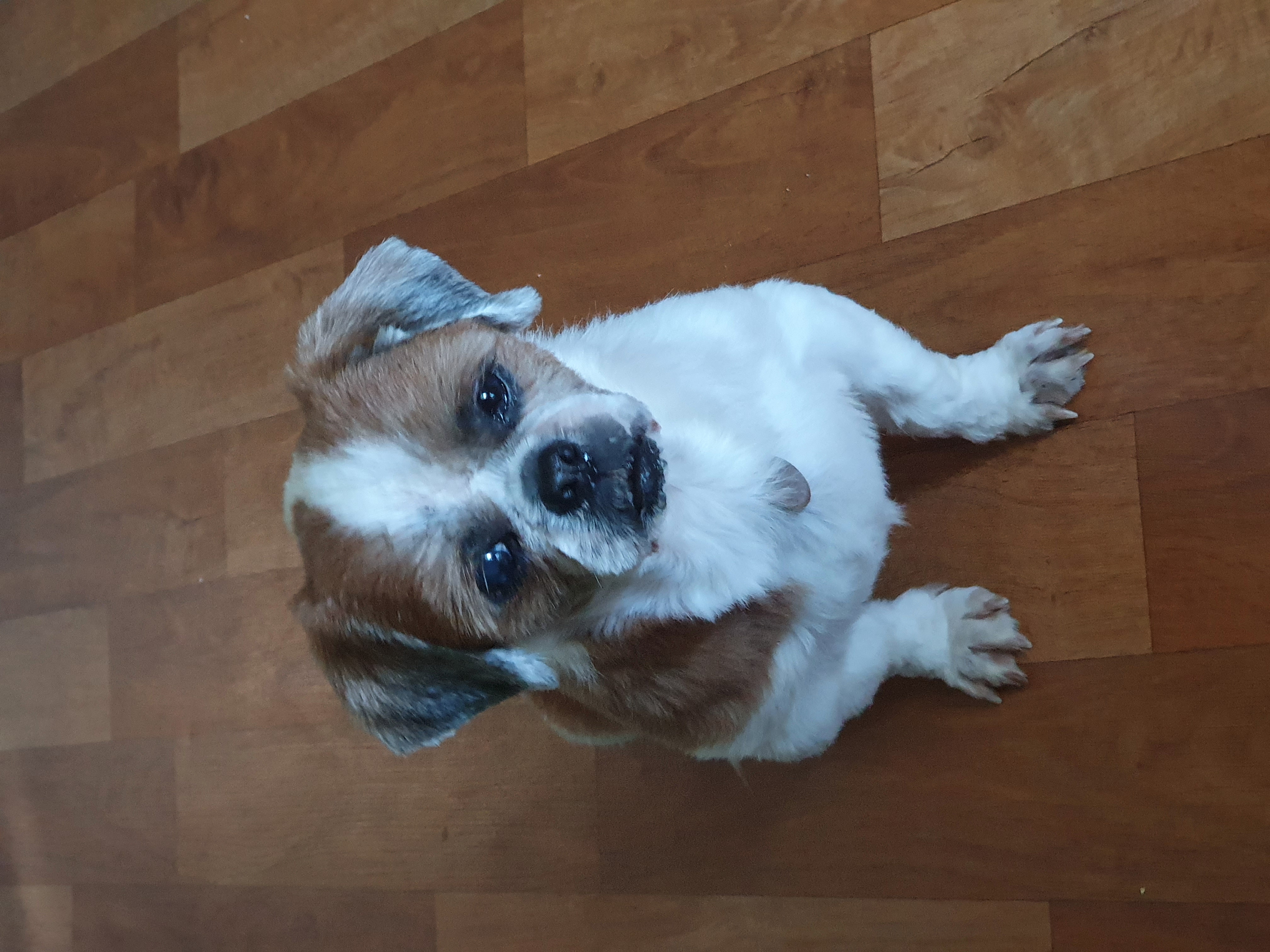 포동이 심장 검진 다녀왔어요.