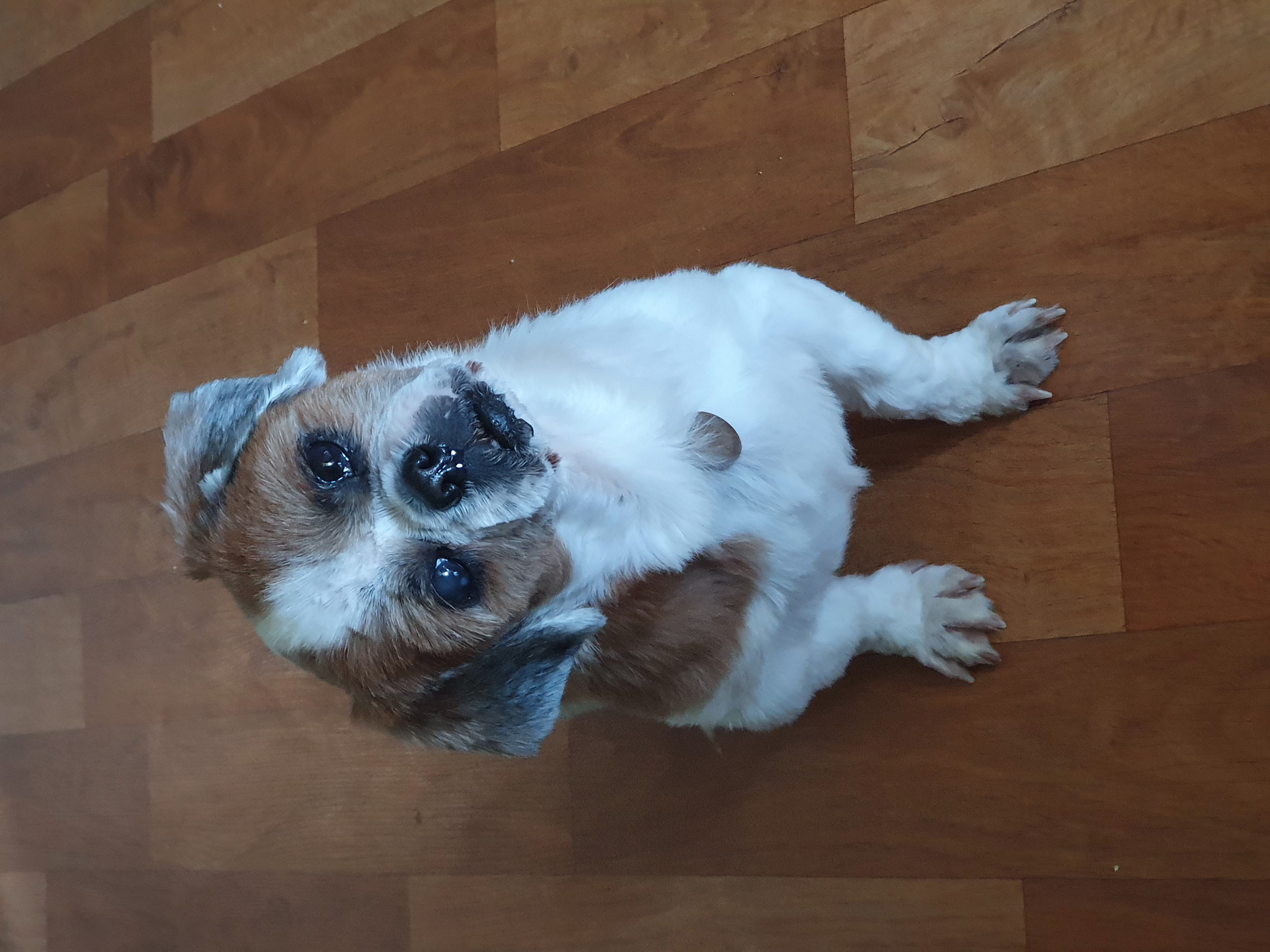 포동이 심장 검진 다녀왔어요.