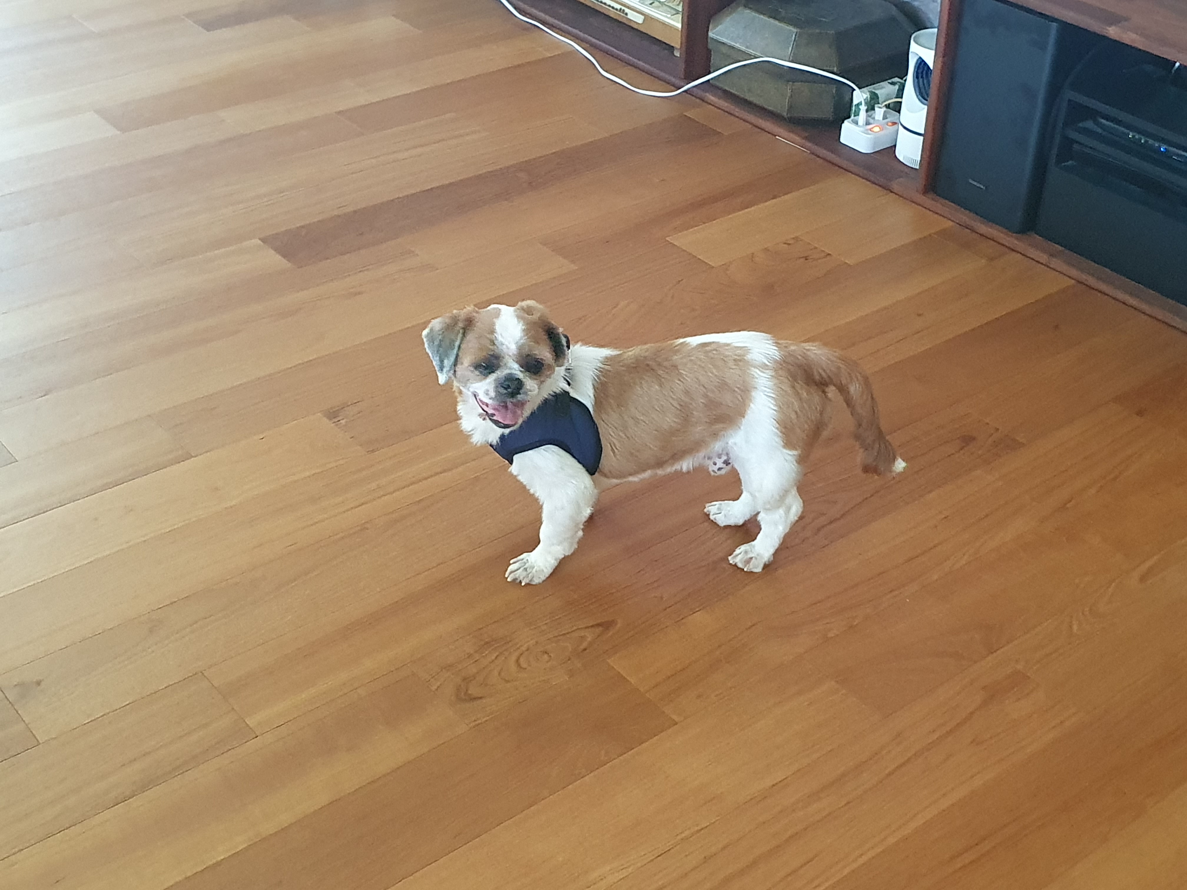 포동이 심장 검진 다녀왔어요.