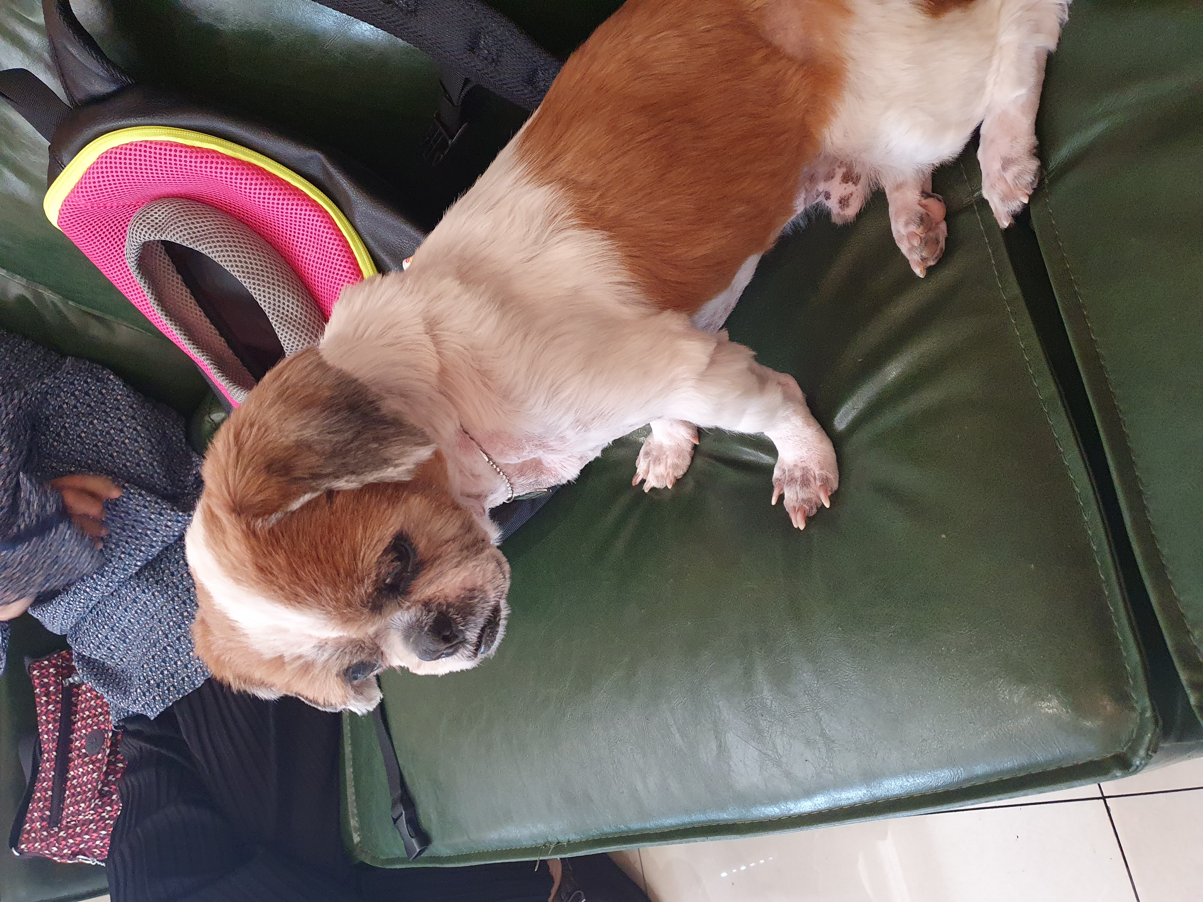 포동이 심장 검진 다녀왔어요.