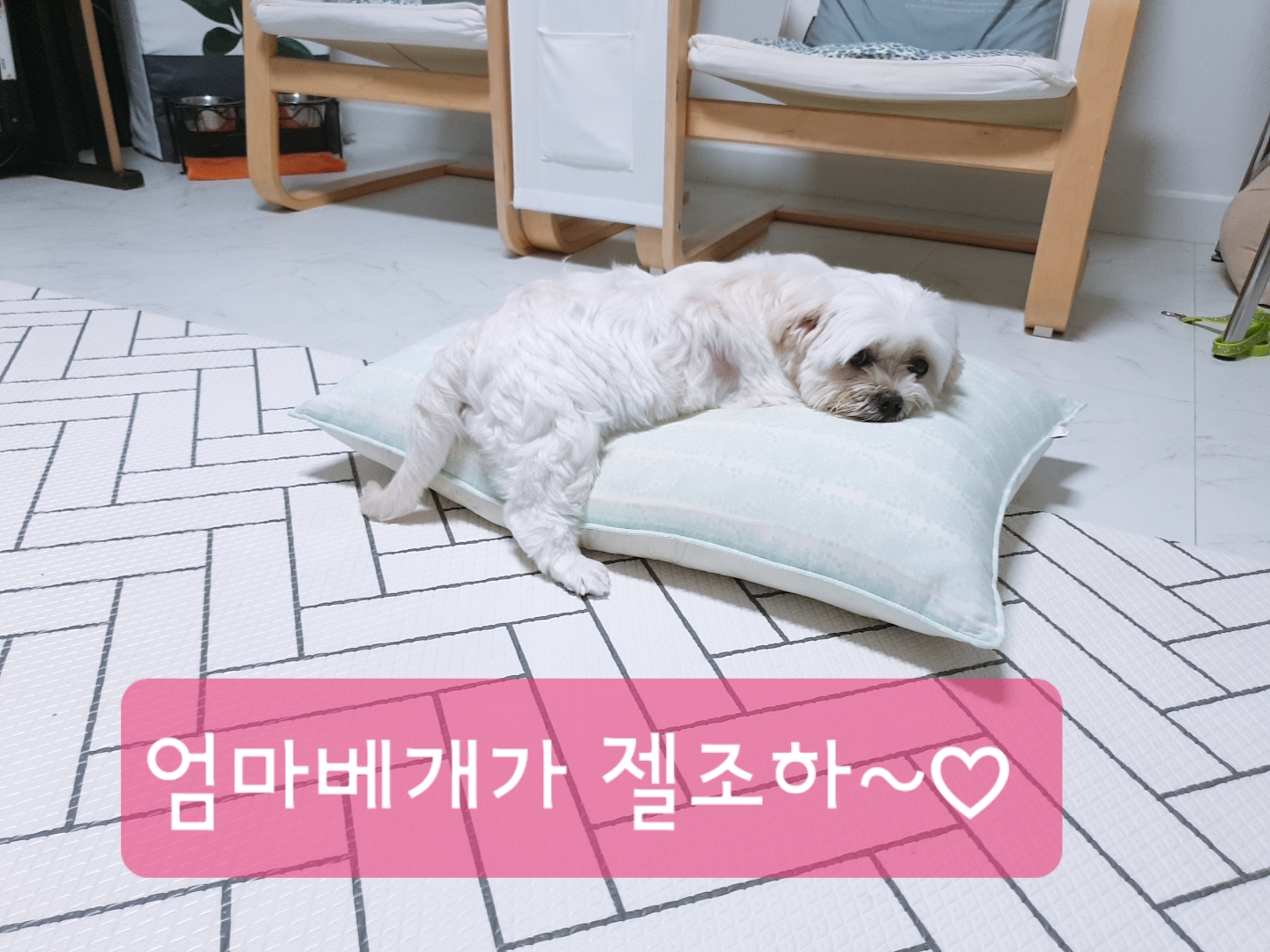 곤지암 청순(-->뽀미) 3개월차 근황