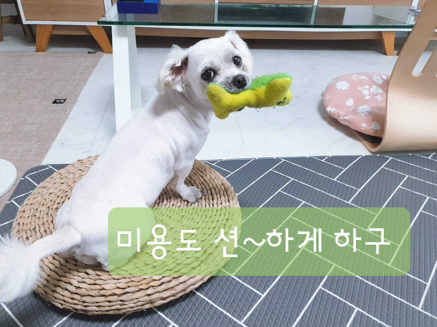 곤지암 청순(-->뽀미) 3개월차 근황