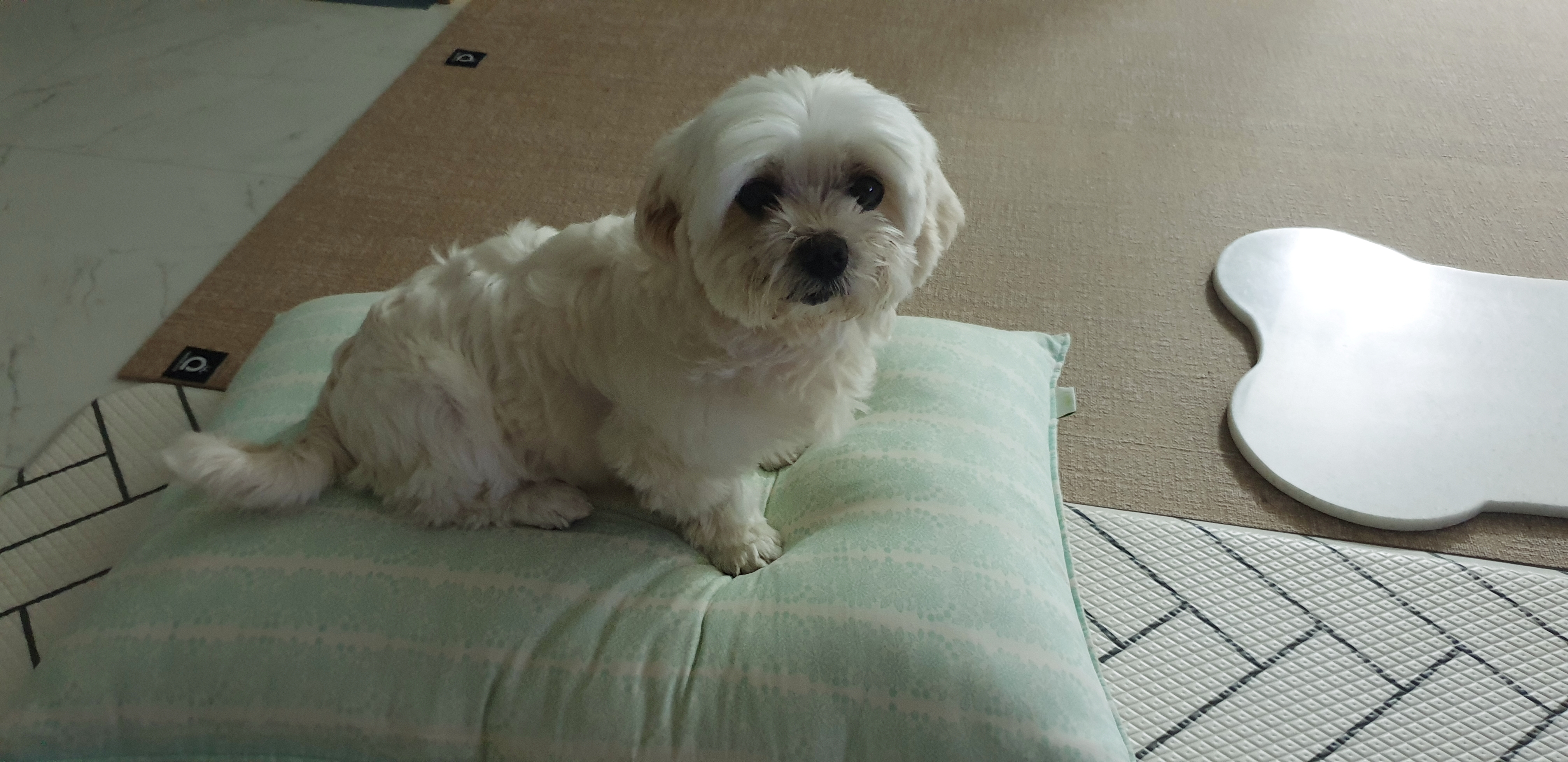 곤지암 청순(-->뽀미) 3개월차 근황