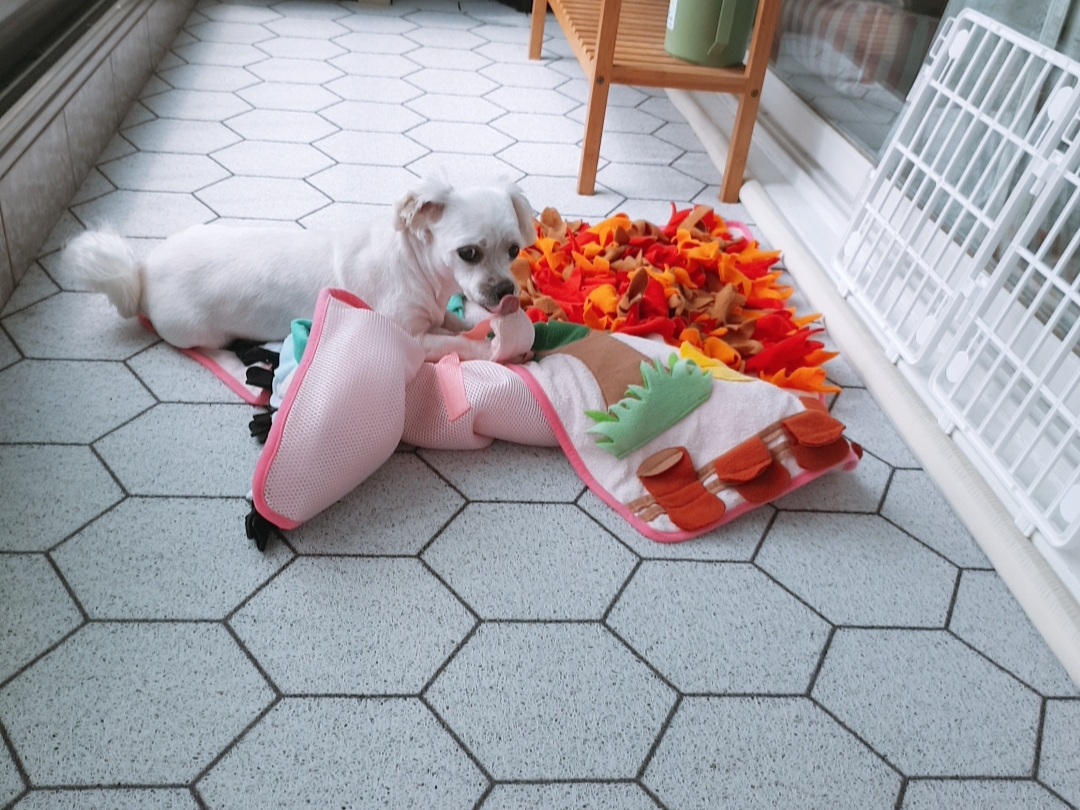 곤지암 청순(-->뽀미) 3개월차 근황