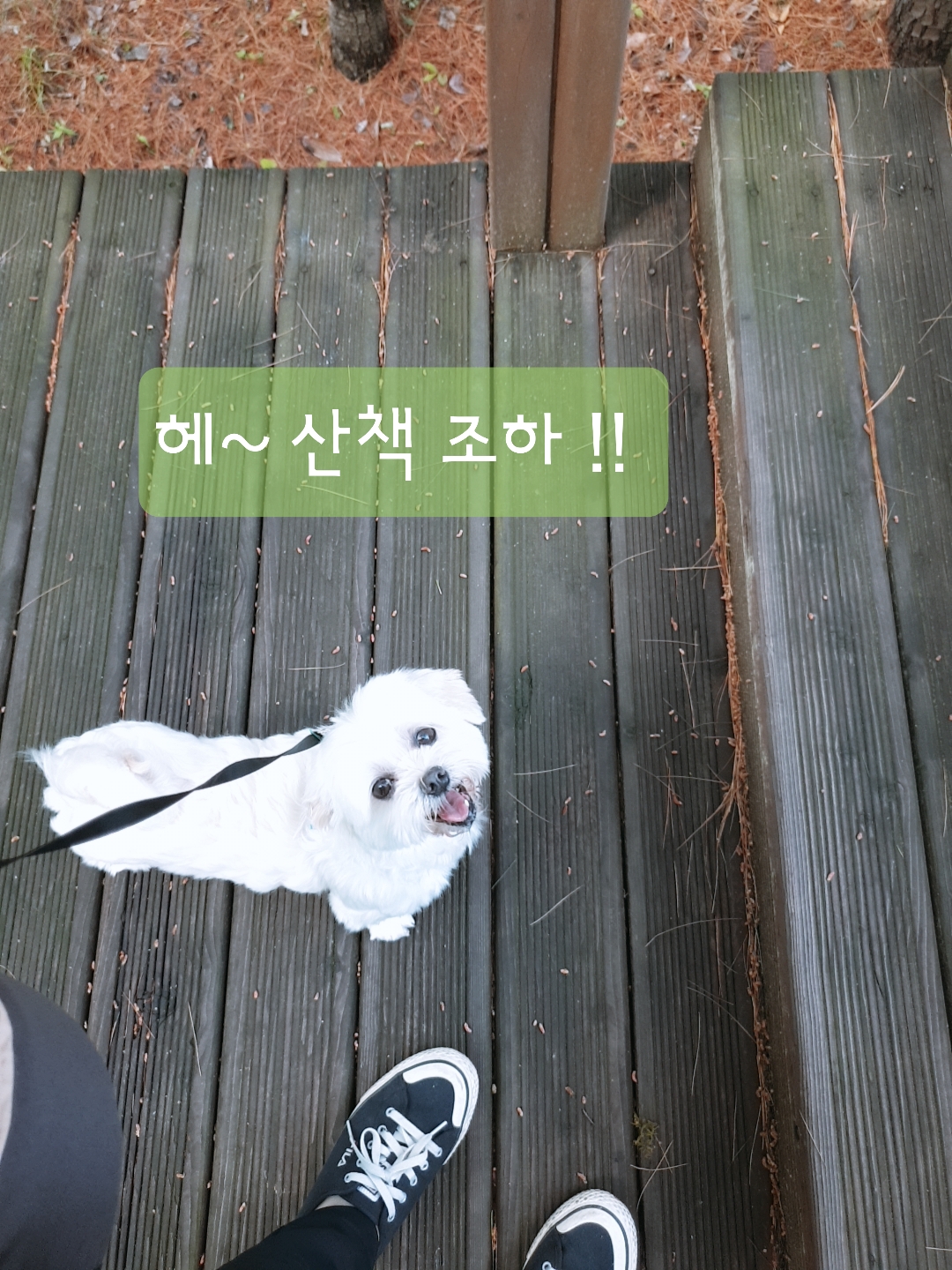 곤지암 청순(-->뽀미) 3개월차 근황