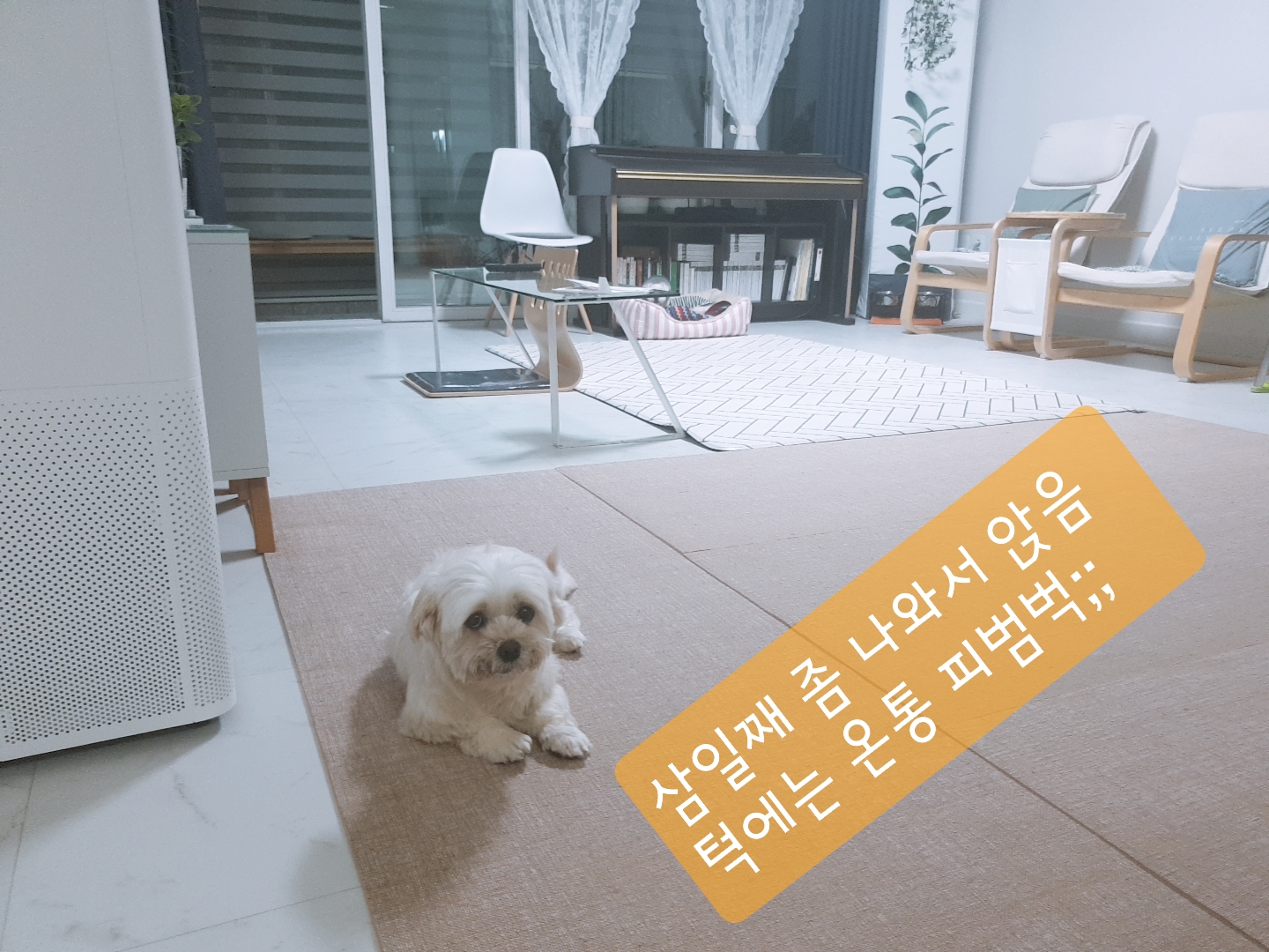 곤지암 청순(-->뽀미) 3개월차 근황