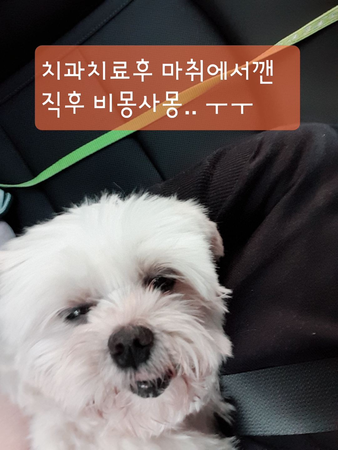 곤지암 청순(-->뽀미) 3개월차 근황