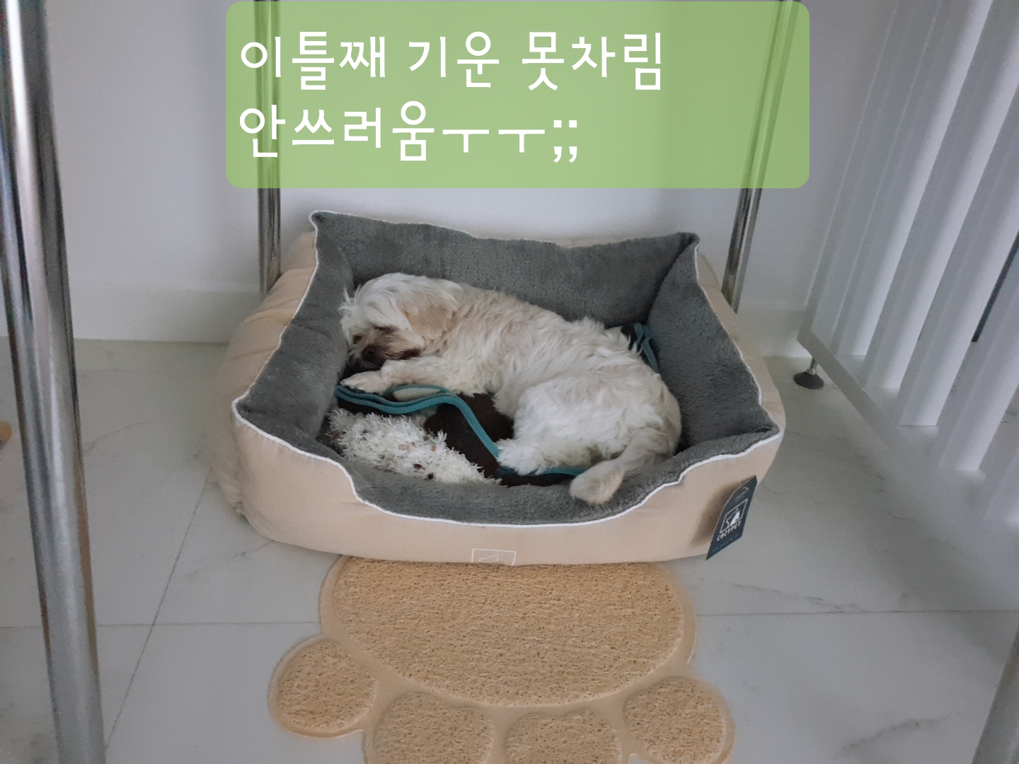 곤지암 청순(-->뽀미) 3개월차 근황