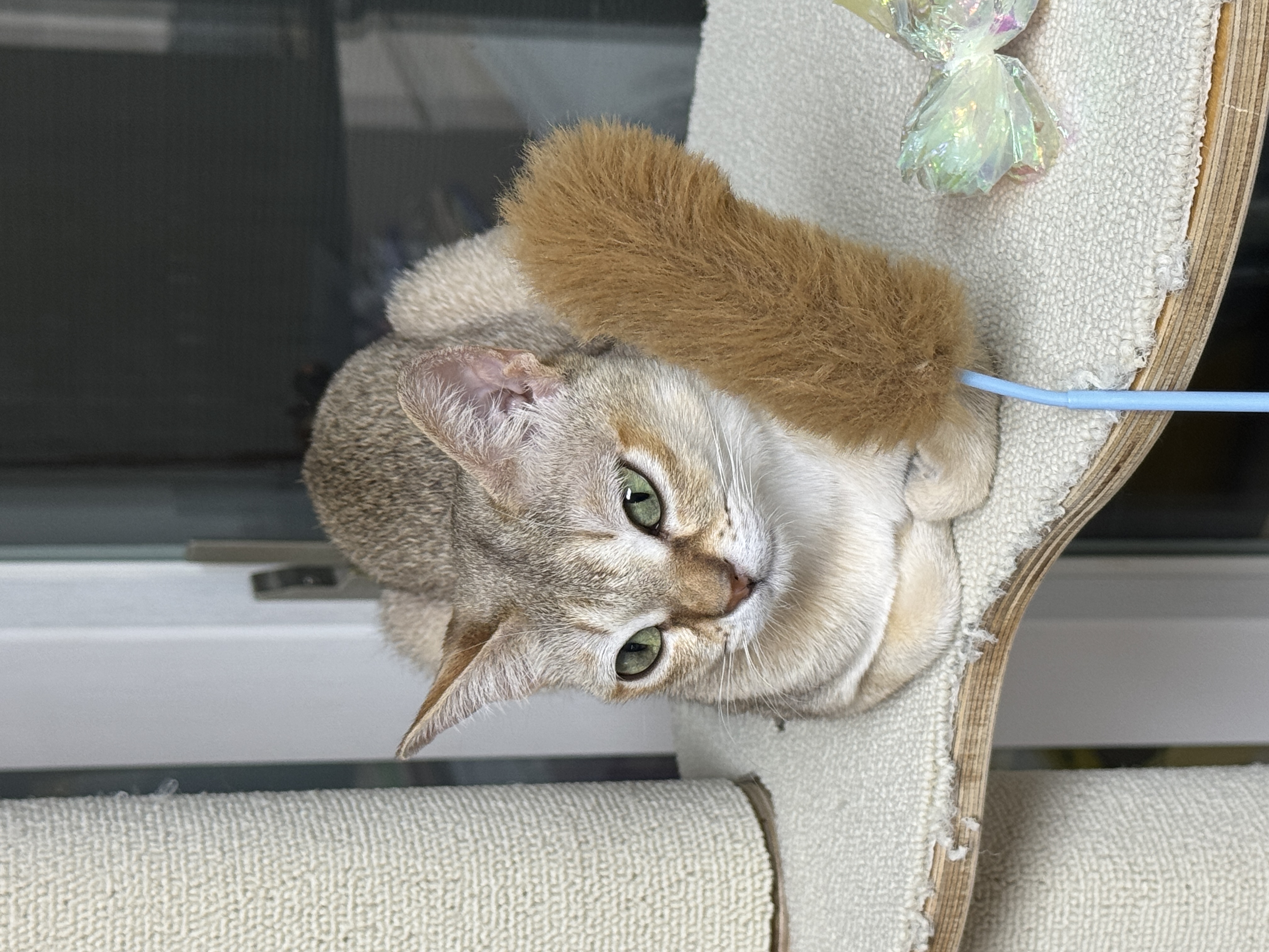 로즈(짜짜)와 함께 한 세 달