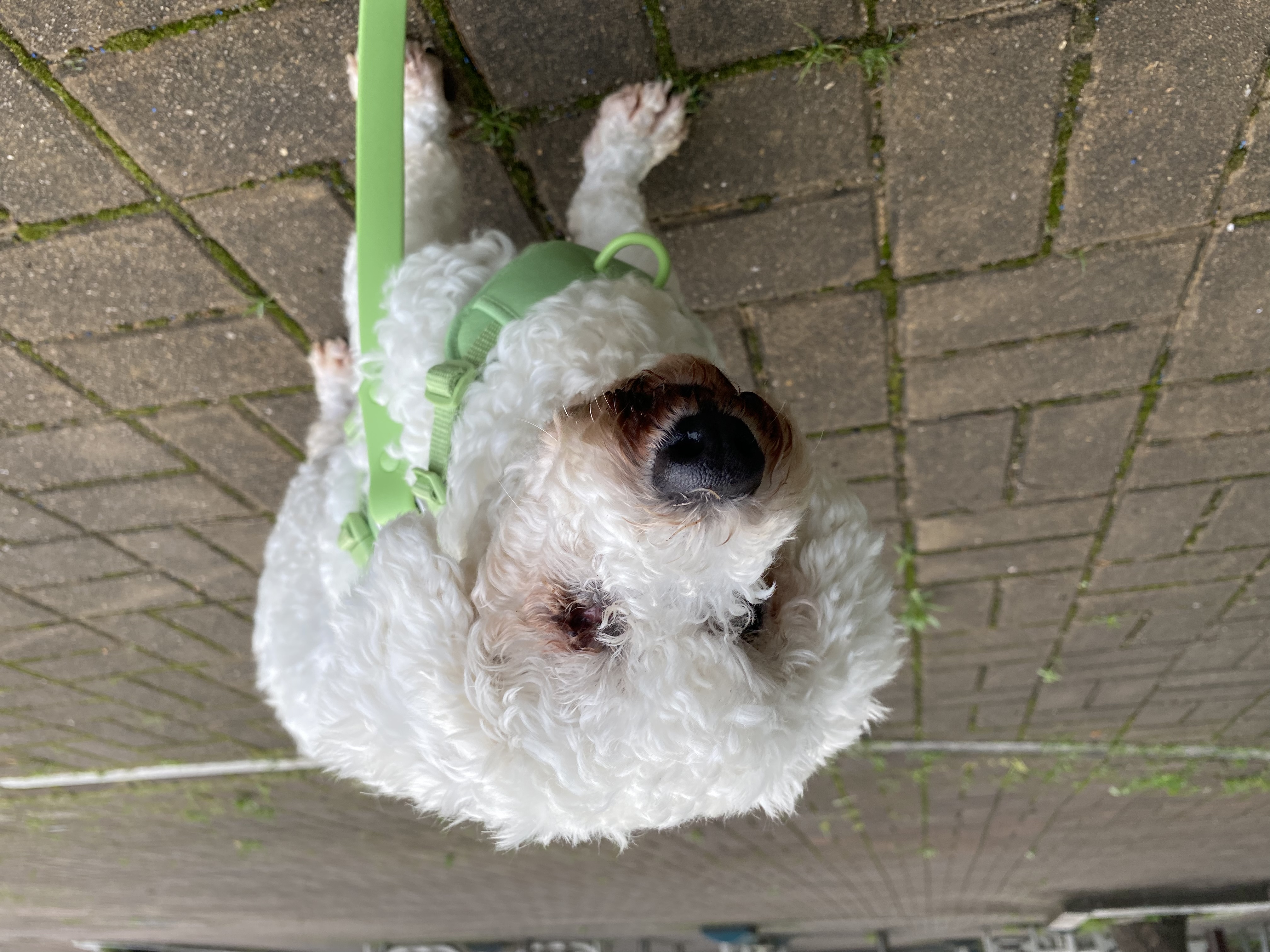 윤랑이의 한달차 생활(곤지암_쟈스민)
