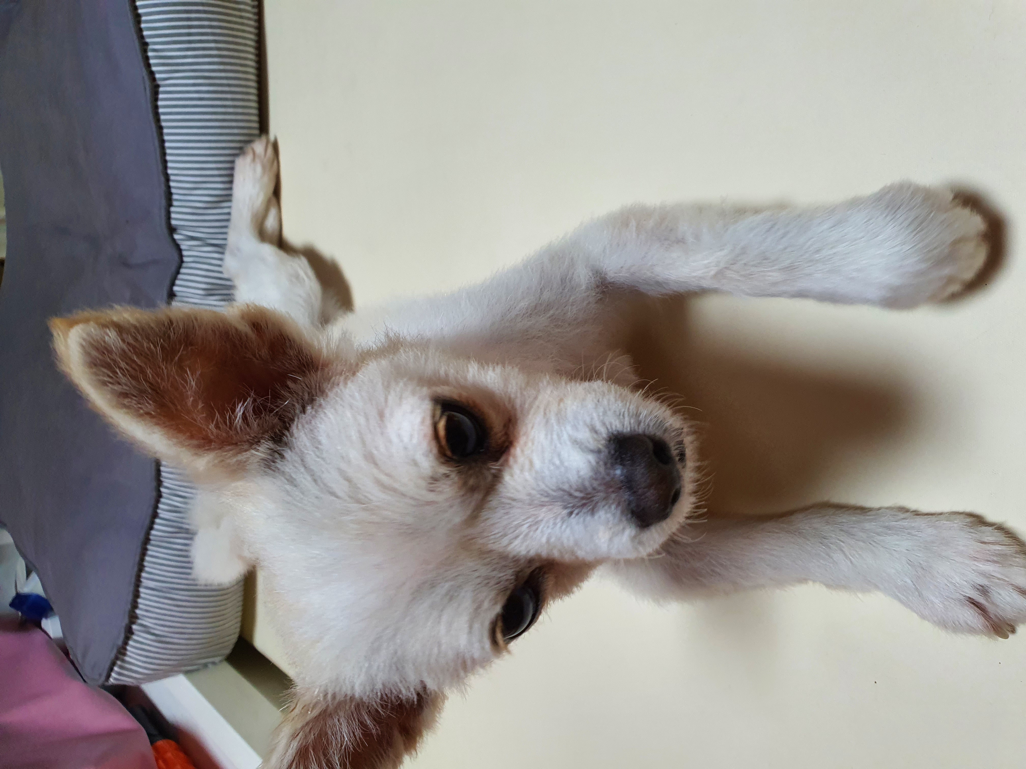 곤지암 몽쉘이(땅콩)의 한달~!