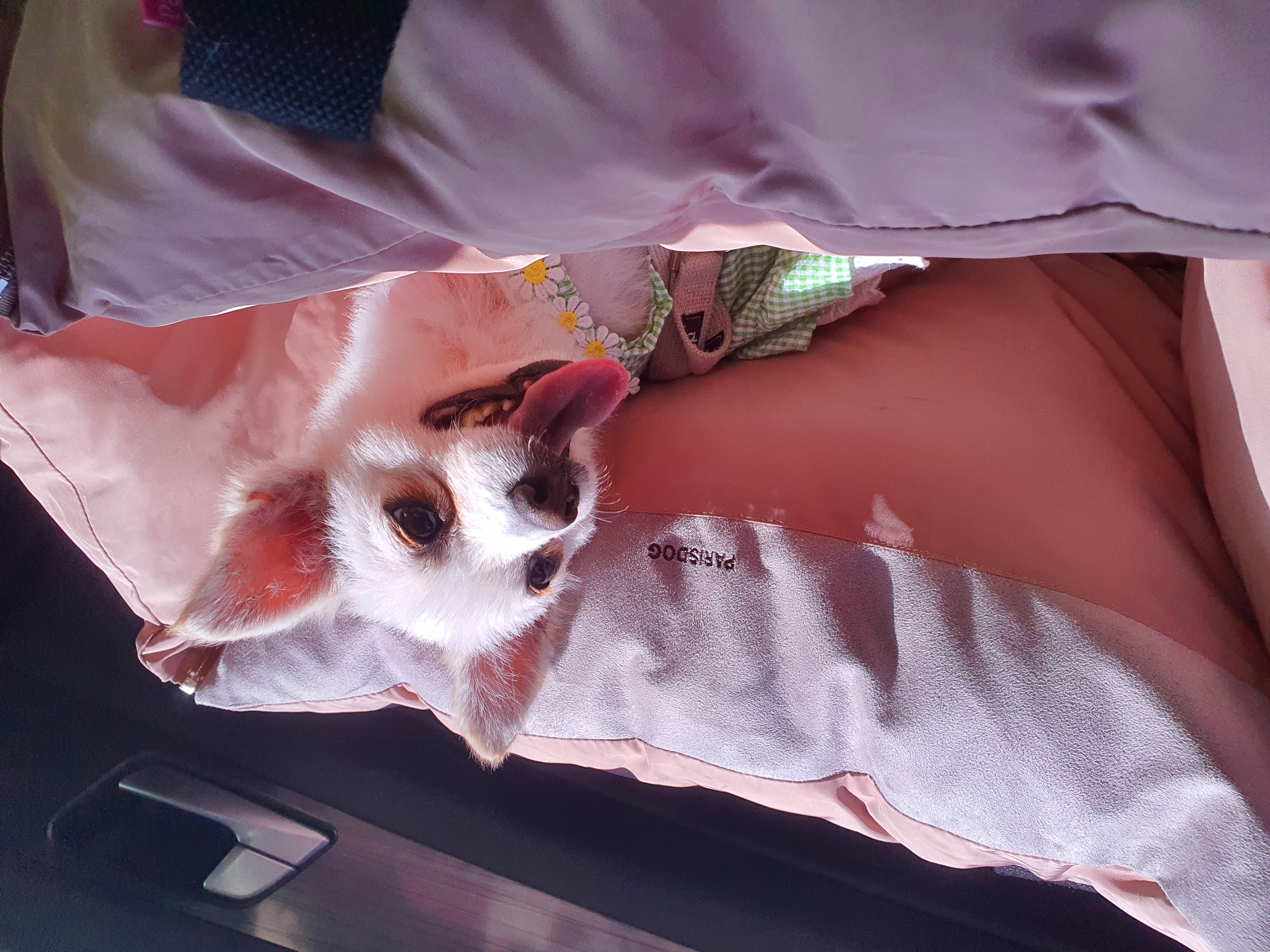 곤지암 몽쉘이(땅콩)의 한달~!