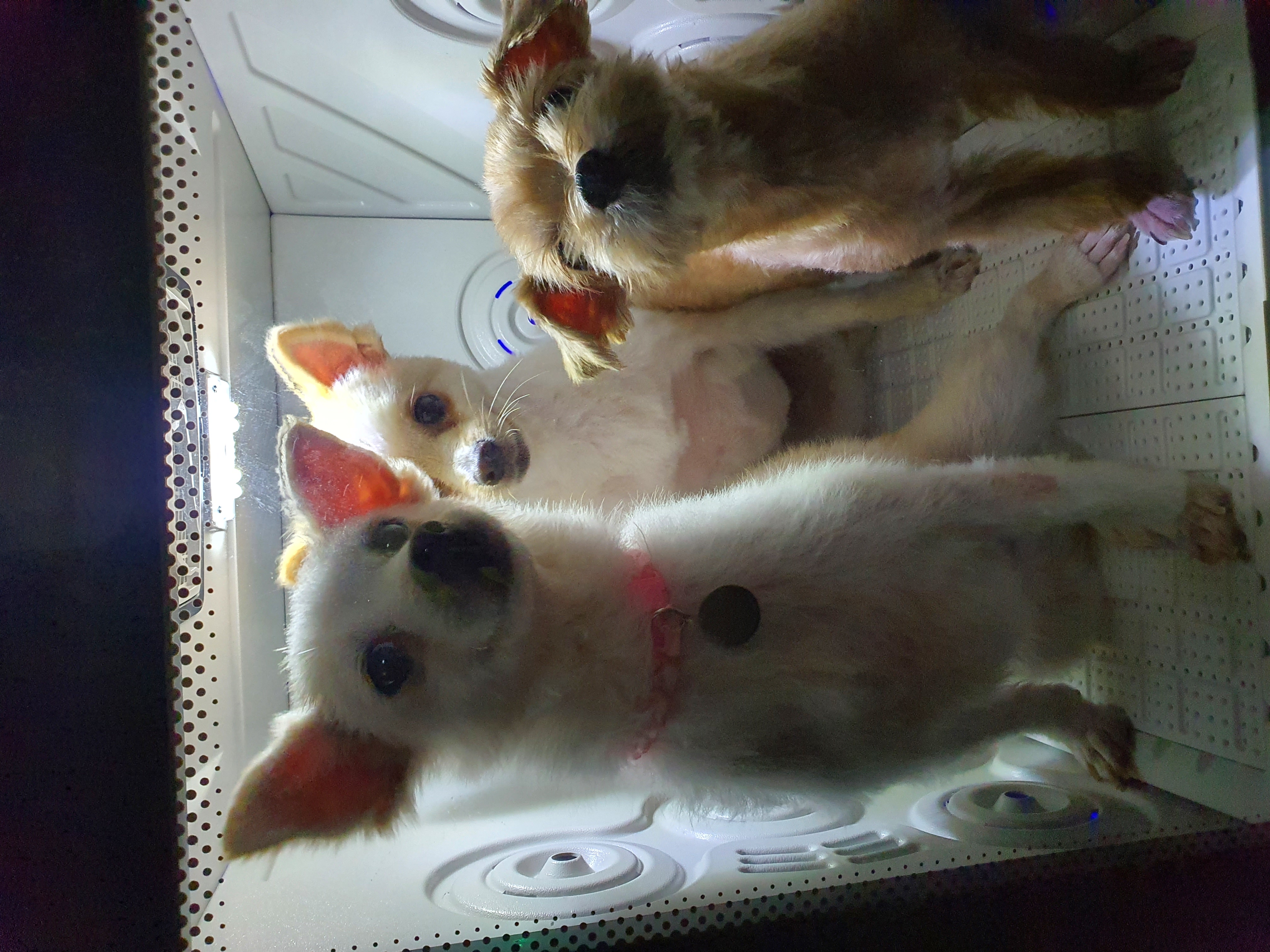 곤지암 몽쉘이(땅콩)의 한달~!