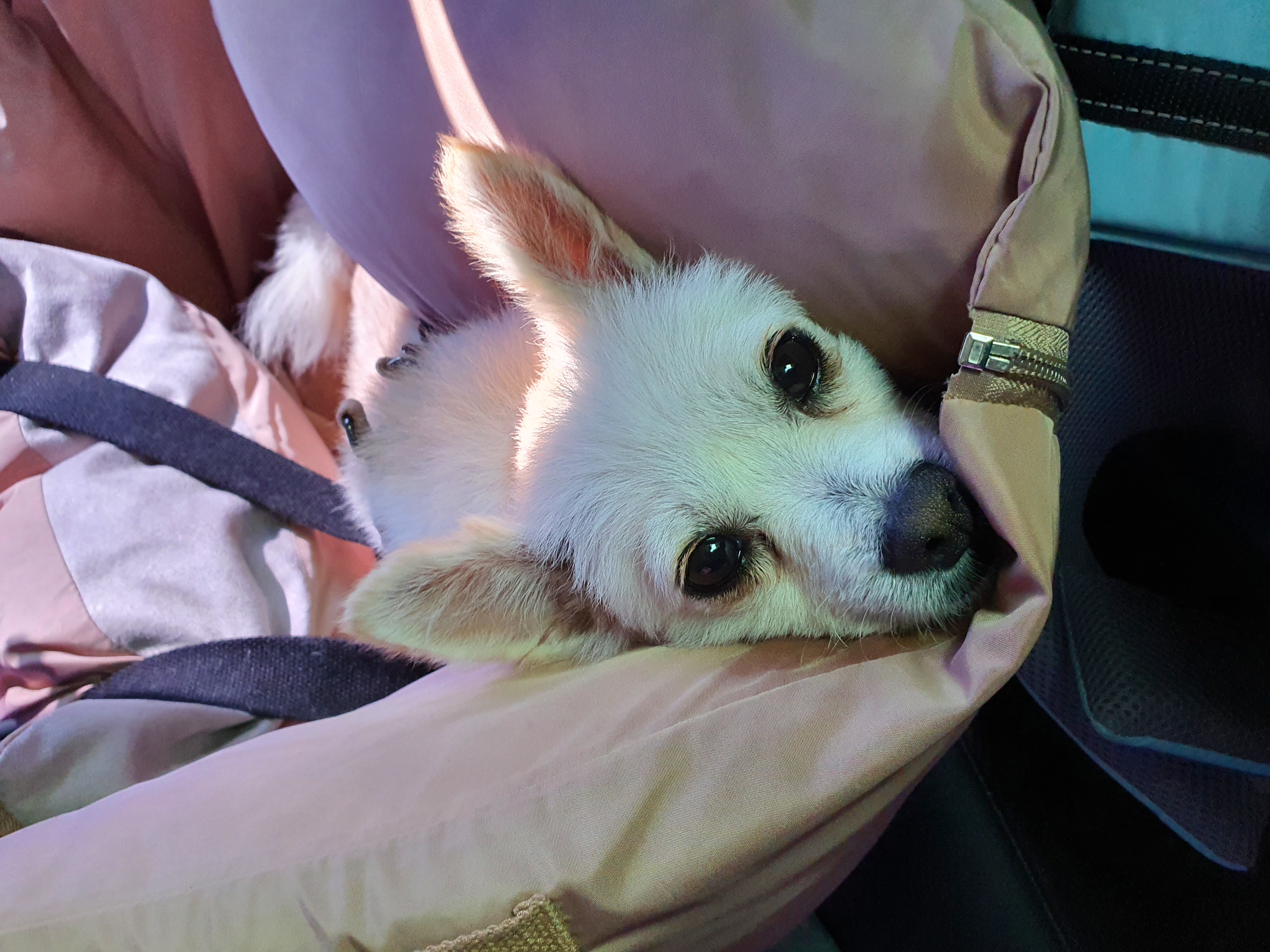 곤지암 몽쉘이(땅콩)의 한달~!