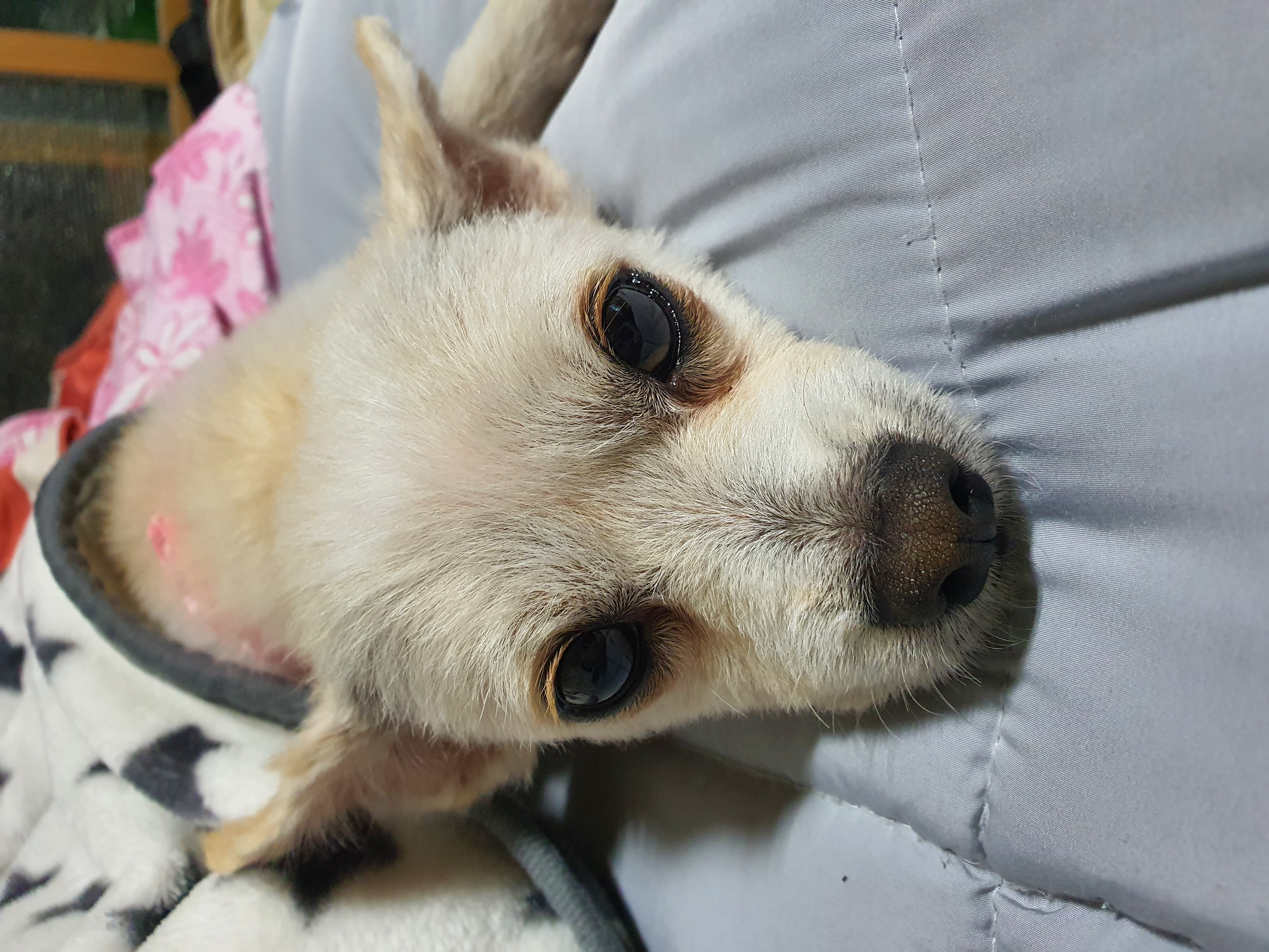 곤지암 몽쉘이(땅콩)의 한달~!