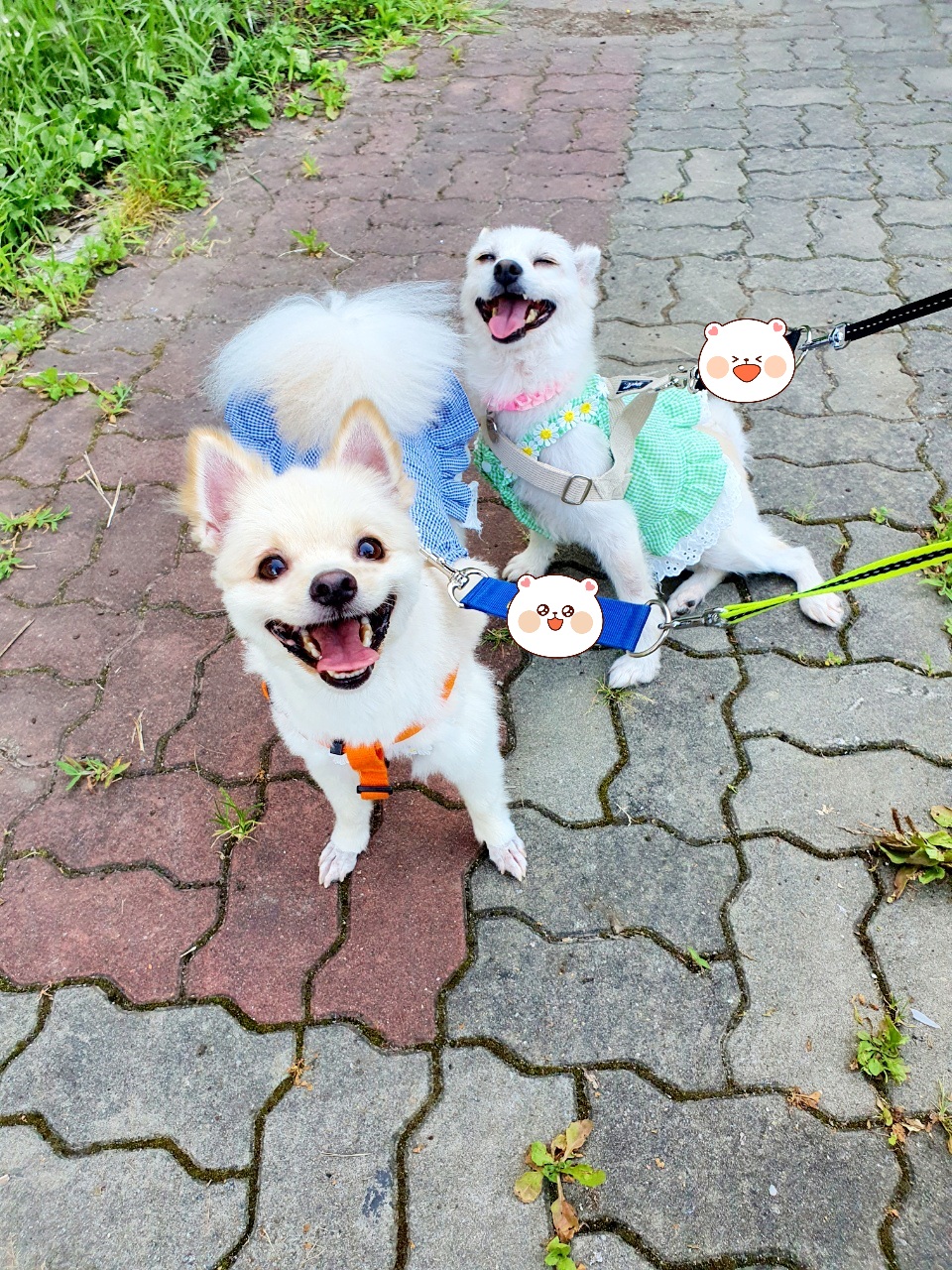 곤지암 몽쉘이(땅콩)의 한달~!