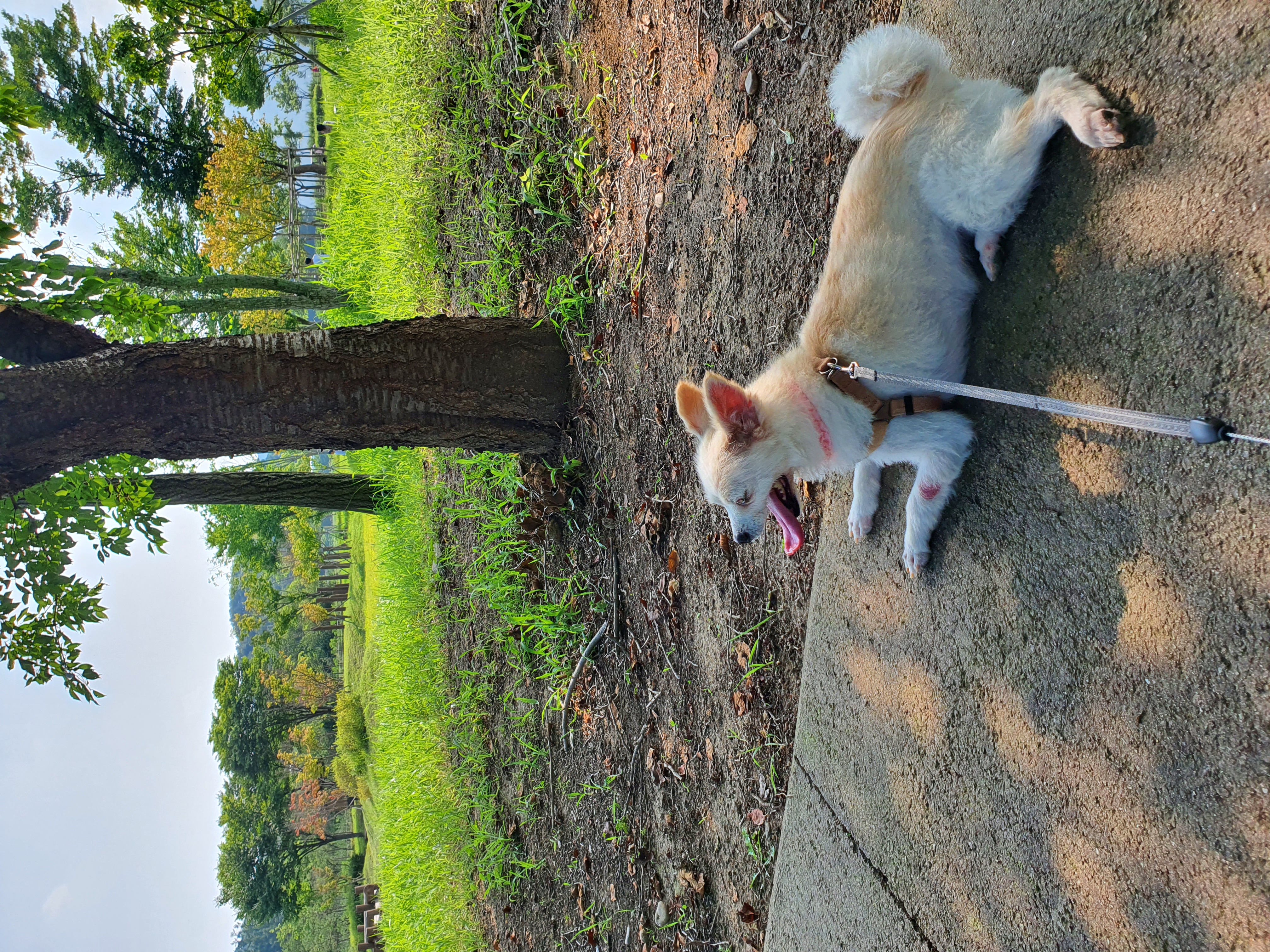 곤지암 몽쉘이(땅콩)의 한달~!