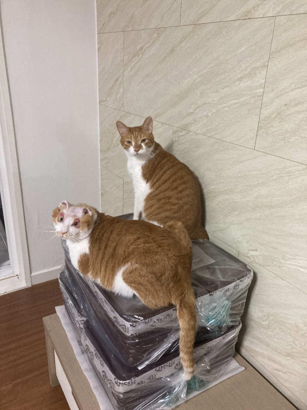 호순이와 함께 :) 