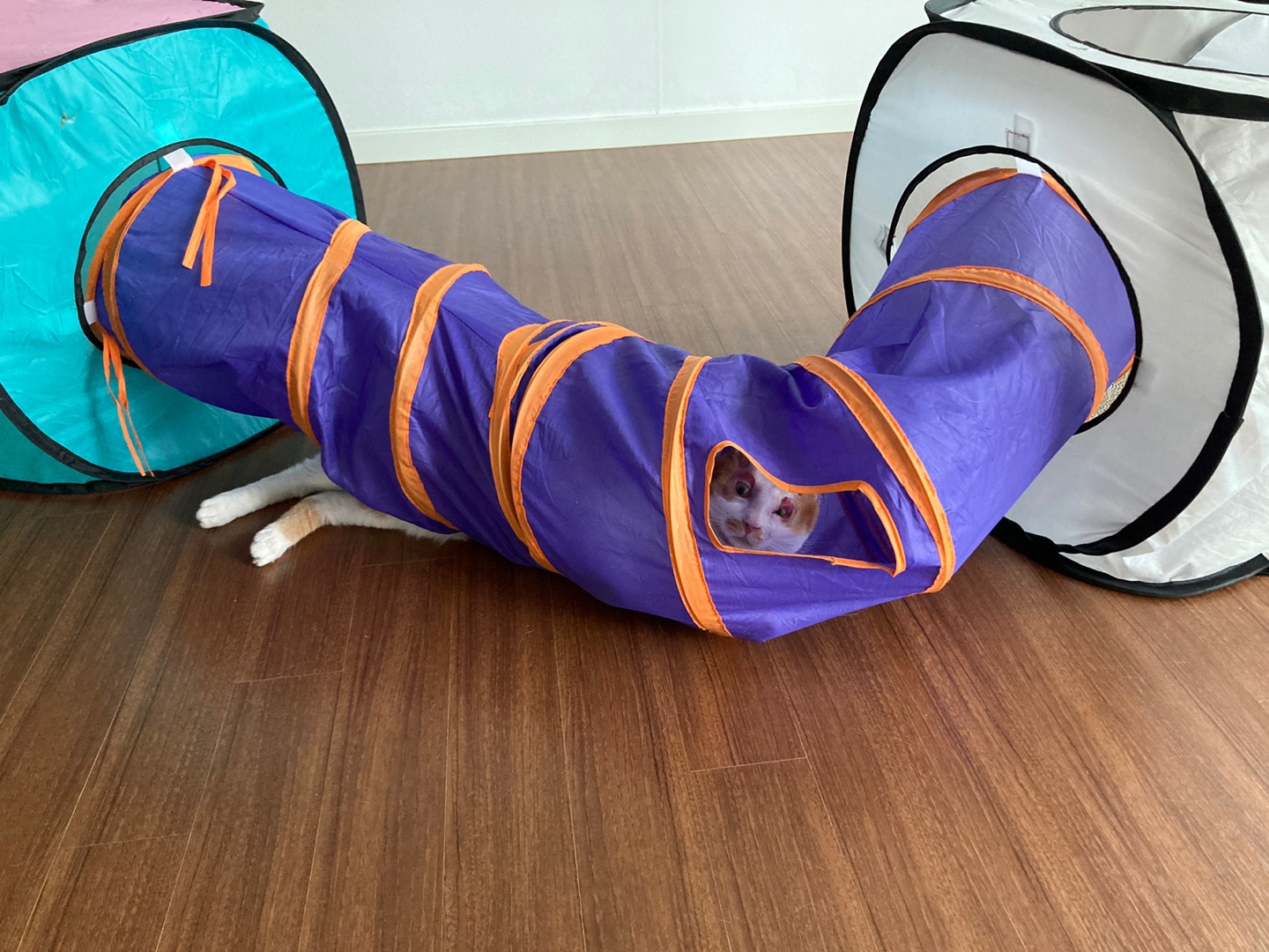 호순이와 함께 :) 