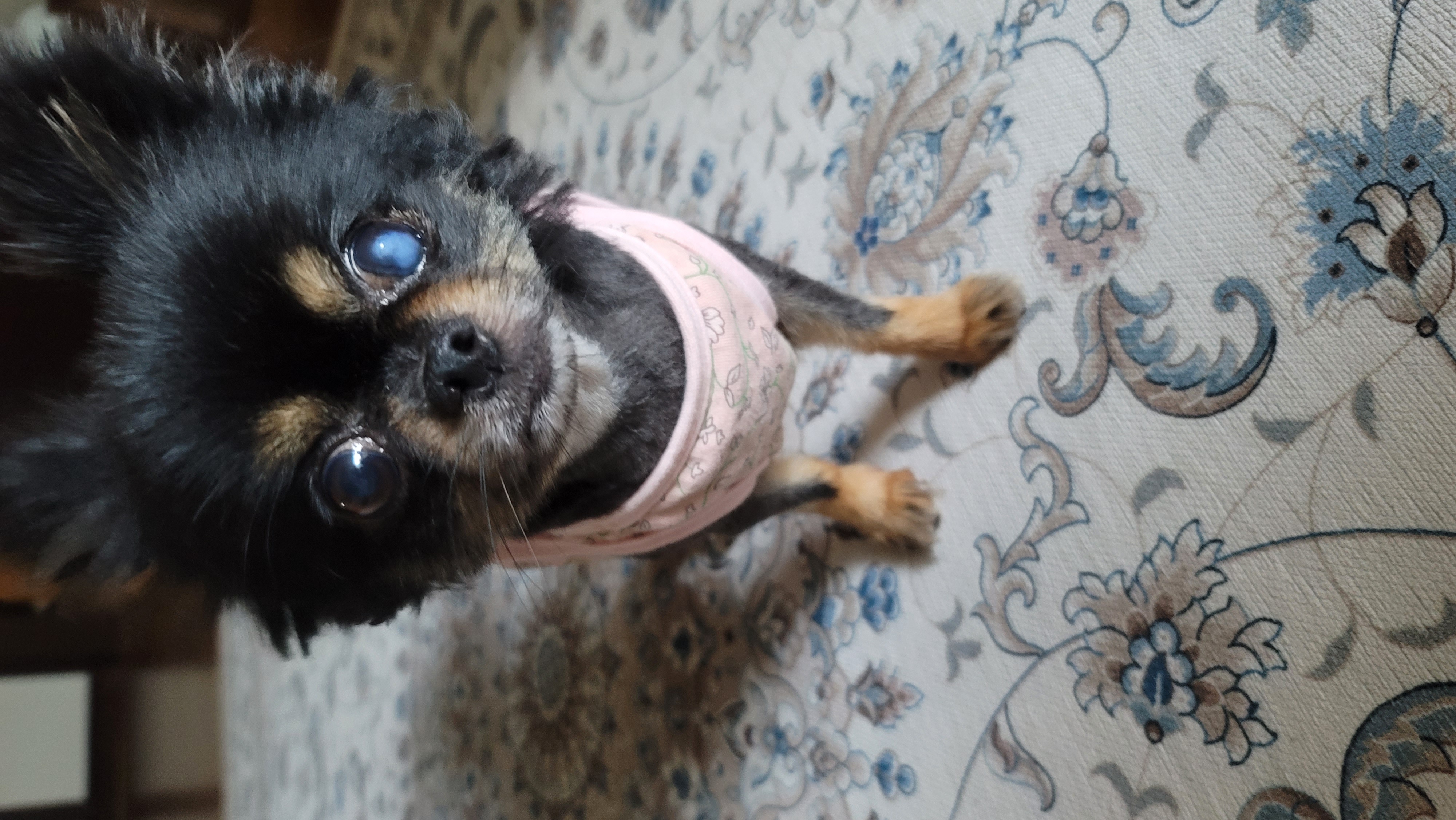 왕밤이 입양석달째~~~