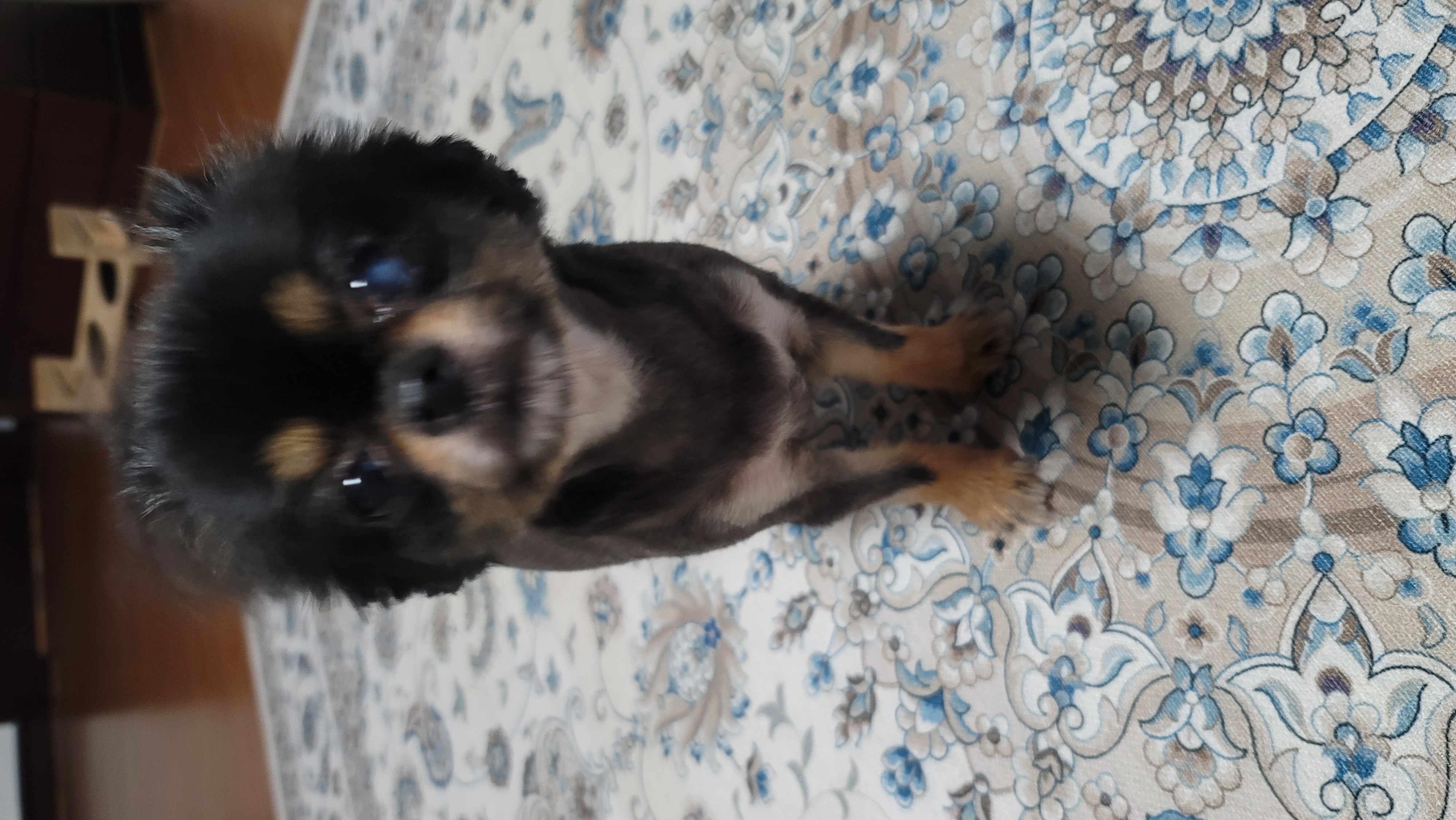 왕밤이 입양석달째~~~