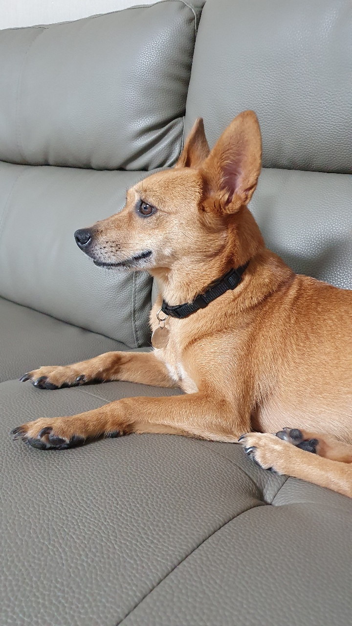 리카(헐크 4세)  6개월 동행이야기