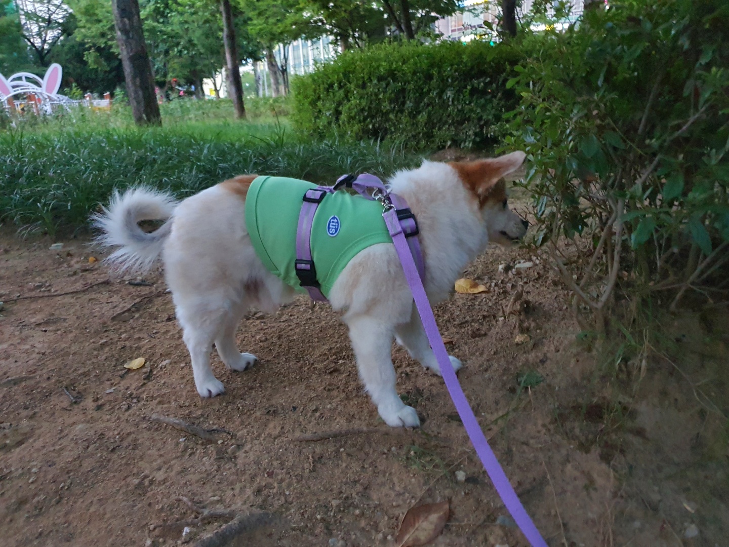 꼬마의 일주일 입양 후 이야기입니다~