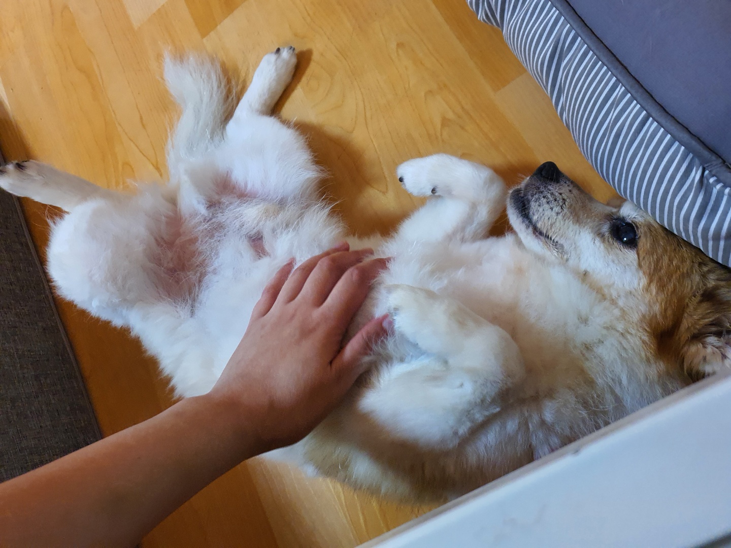 꼬마의 일주일 입양 후 이야기입니다~