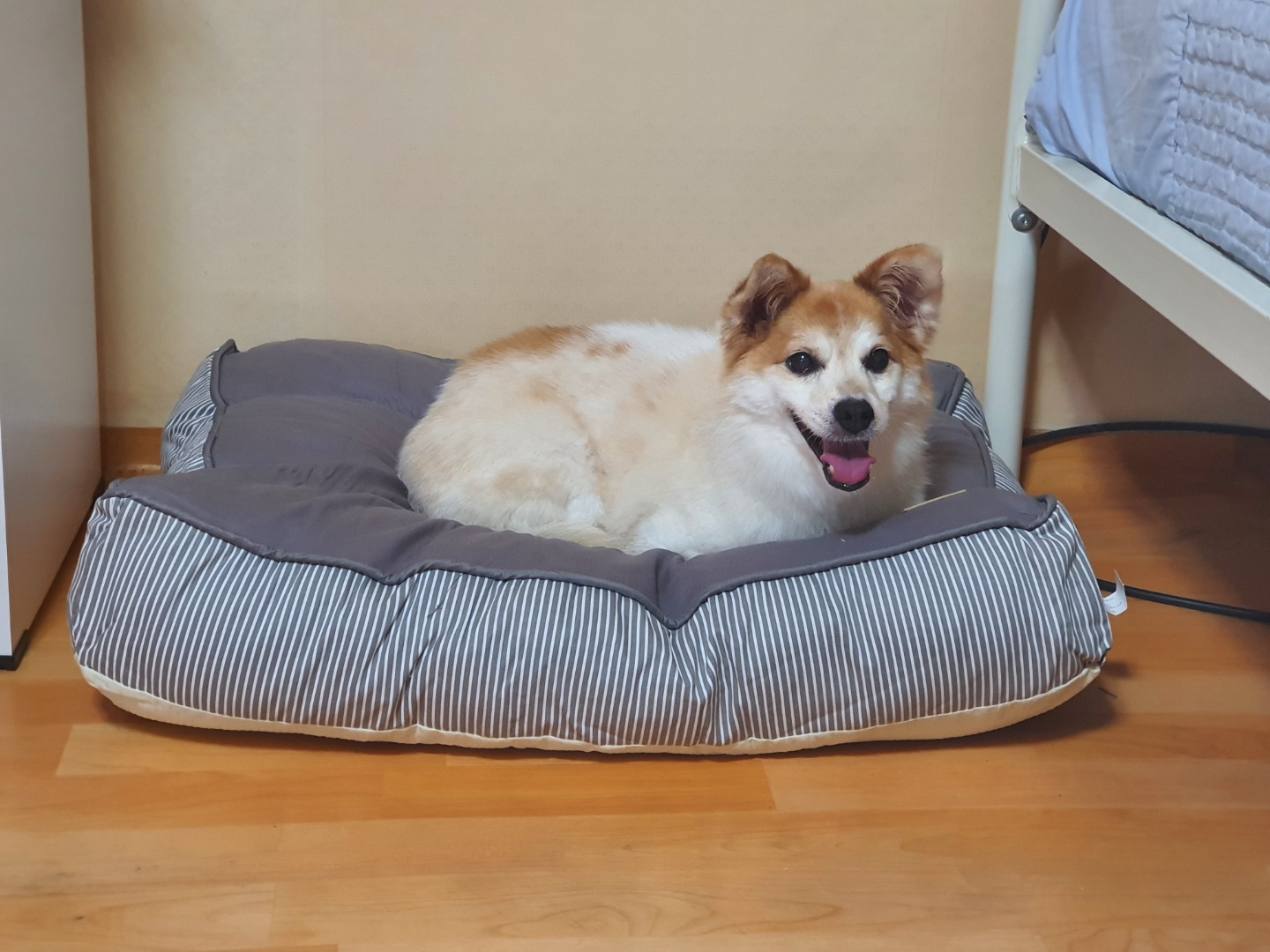 꼬마의 일주일 입양 후 이야기입니다~