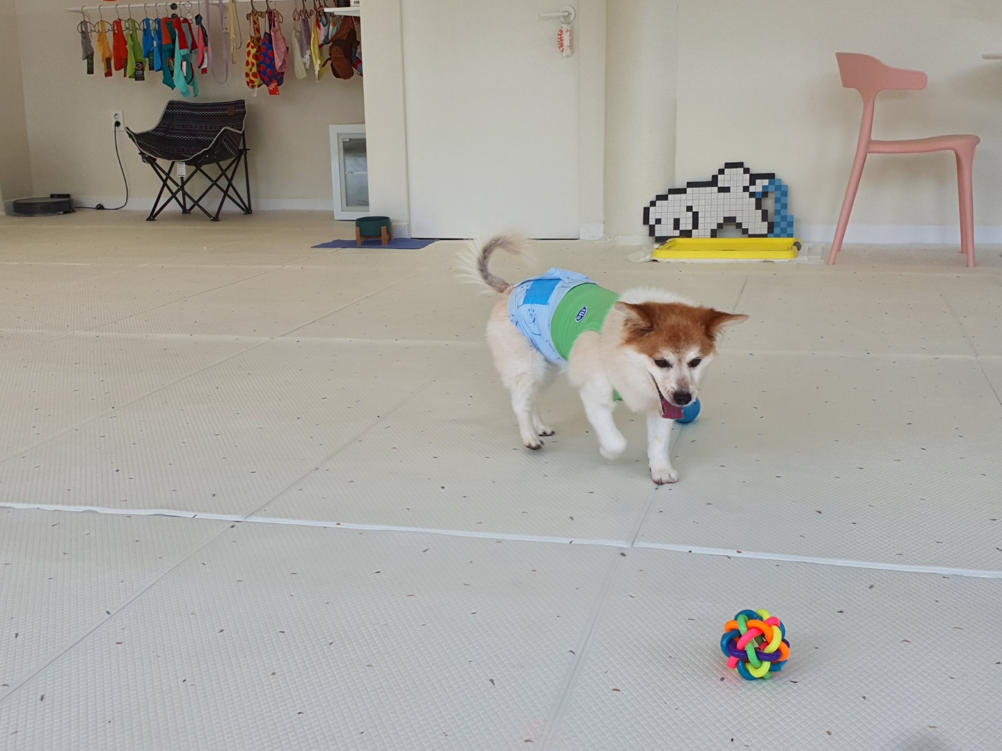 꼬마의 일주일 입양 후 이야기입니다~