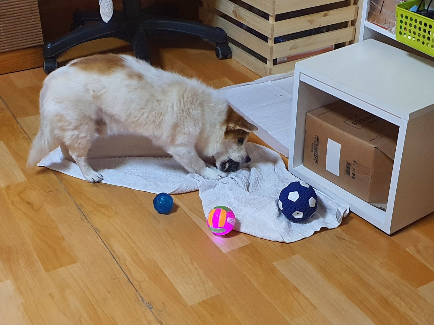 꼬마의 일주일 입양 후 이야기입니다~