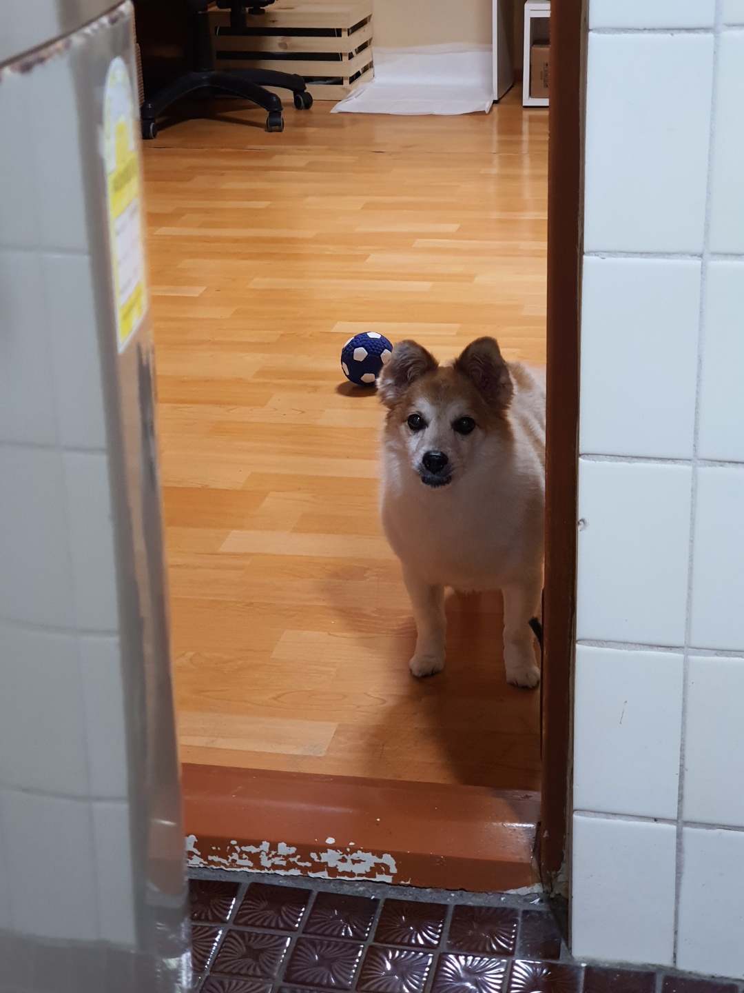 꼬마의 일주일 입양 후 이야기입니다~