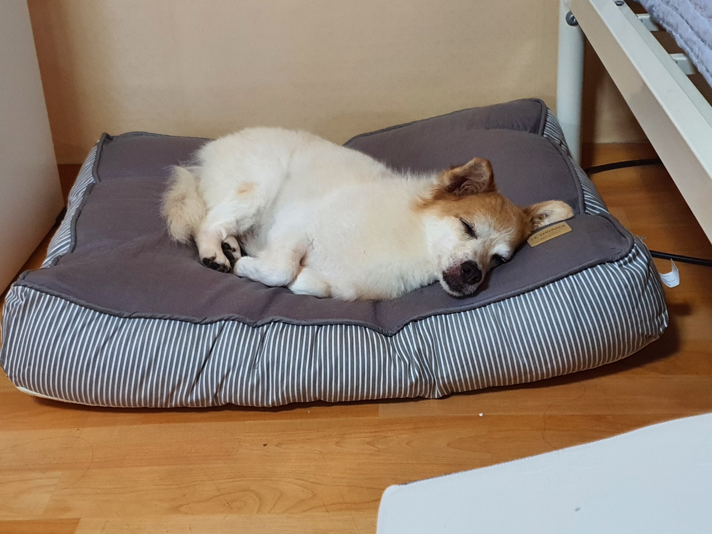 꼬마의 일주일 입양 후 이야기입니다~