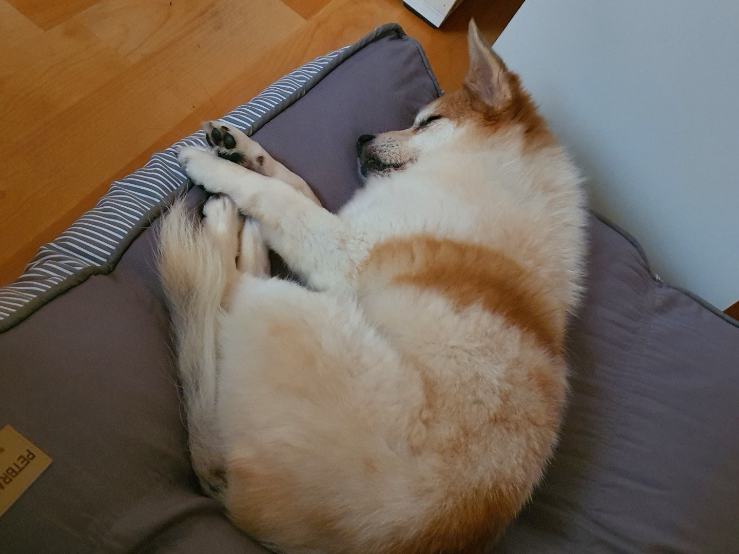 꼬마의 일주일 입양 후 이야기입니다~