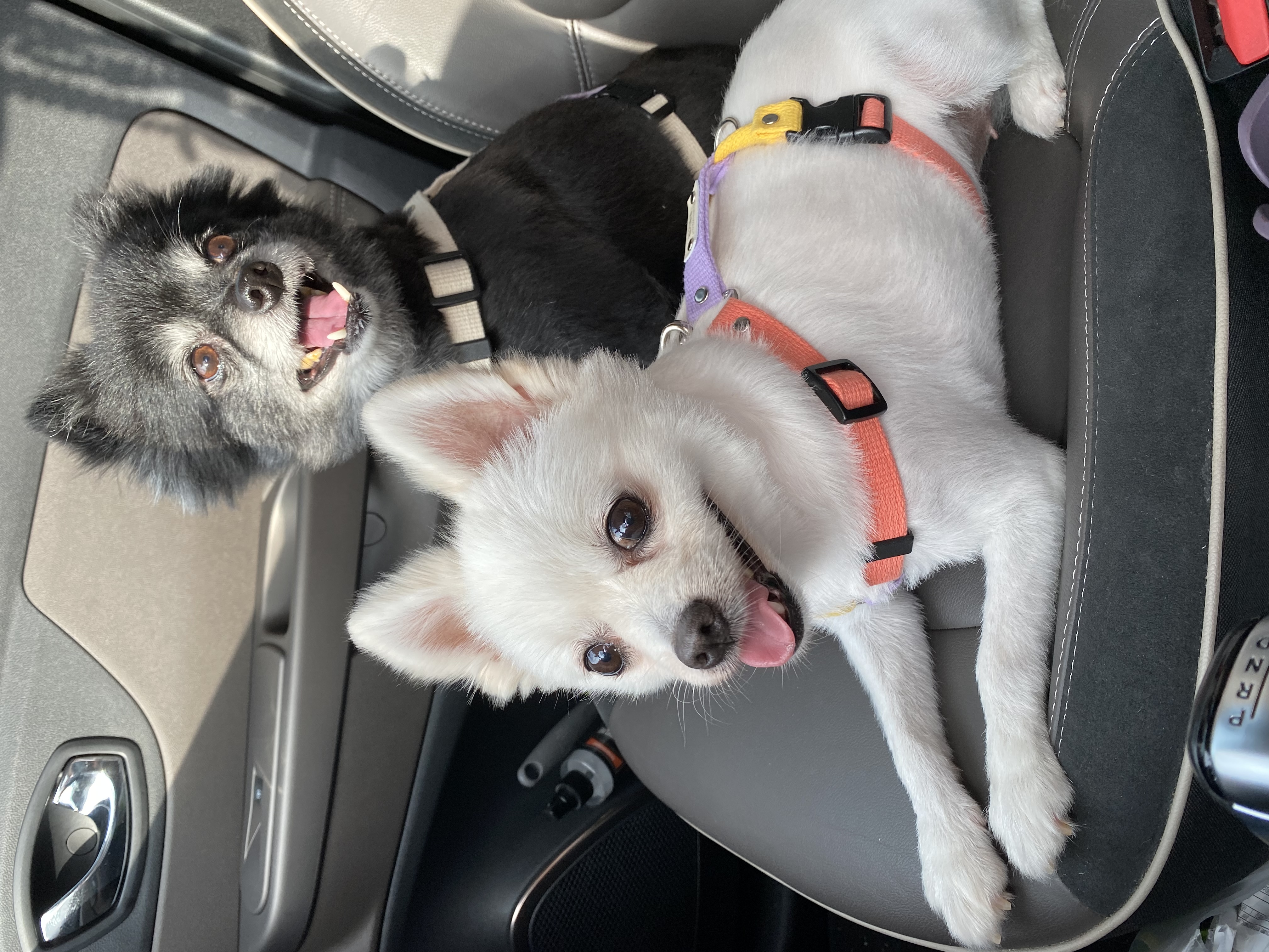 김가루♥3개월 입양일기(곤지암오잉)