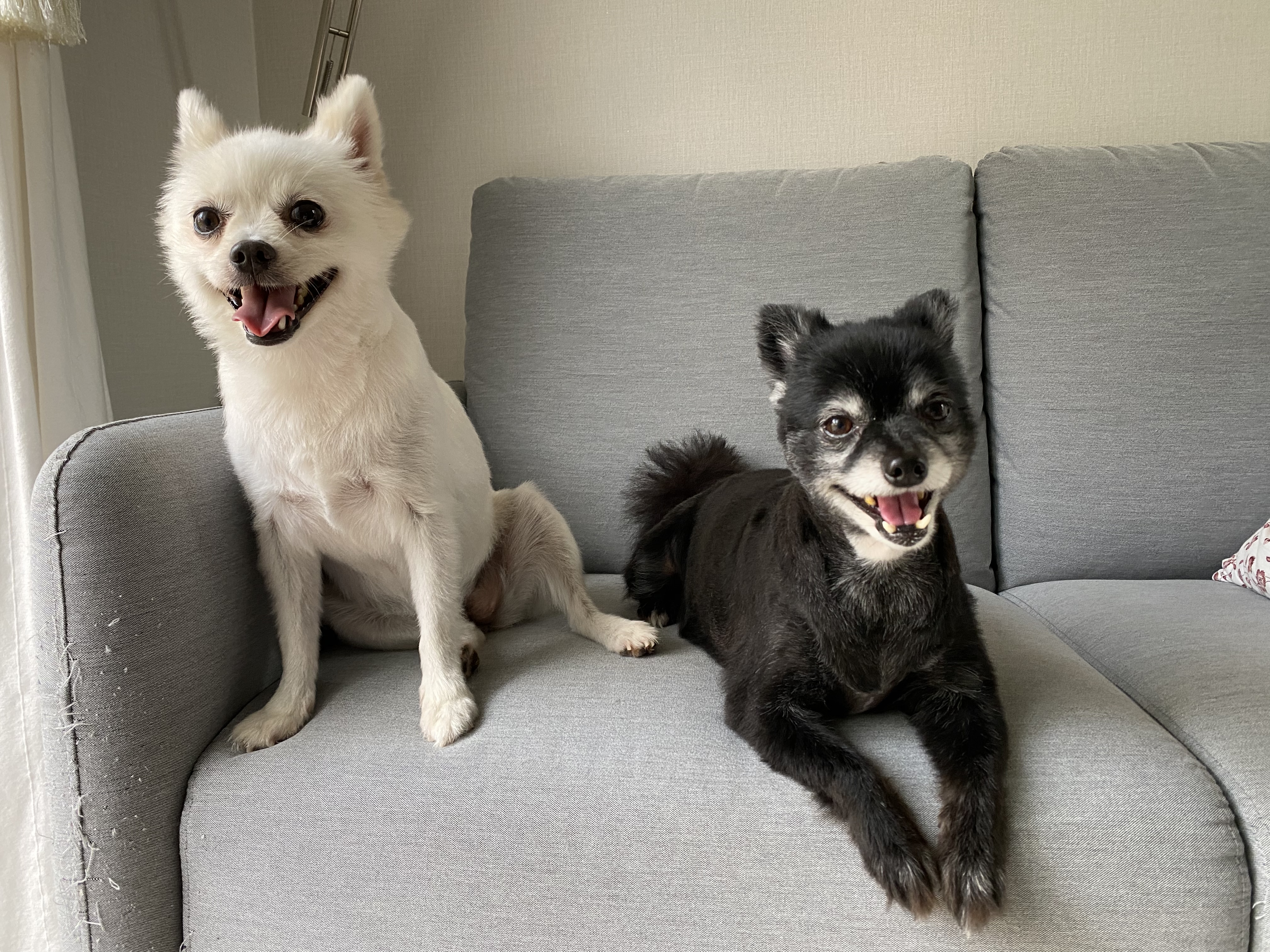 김가루♥3개월 입양일기(곤지암오잉)