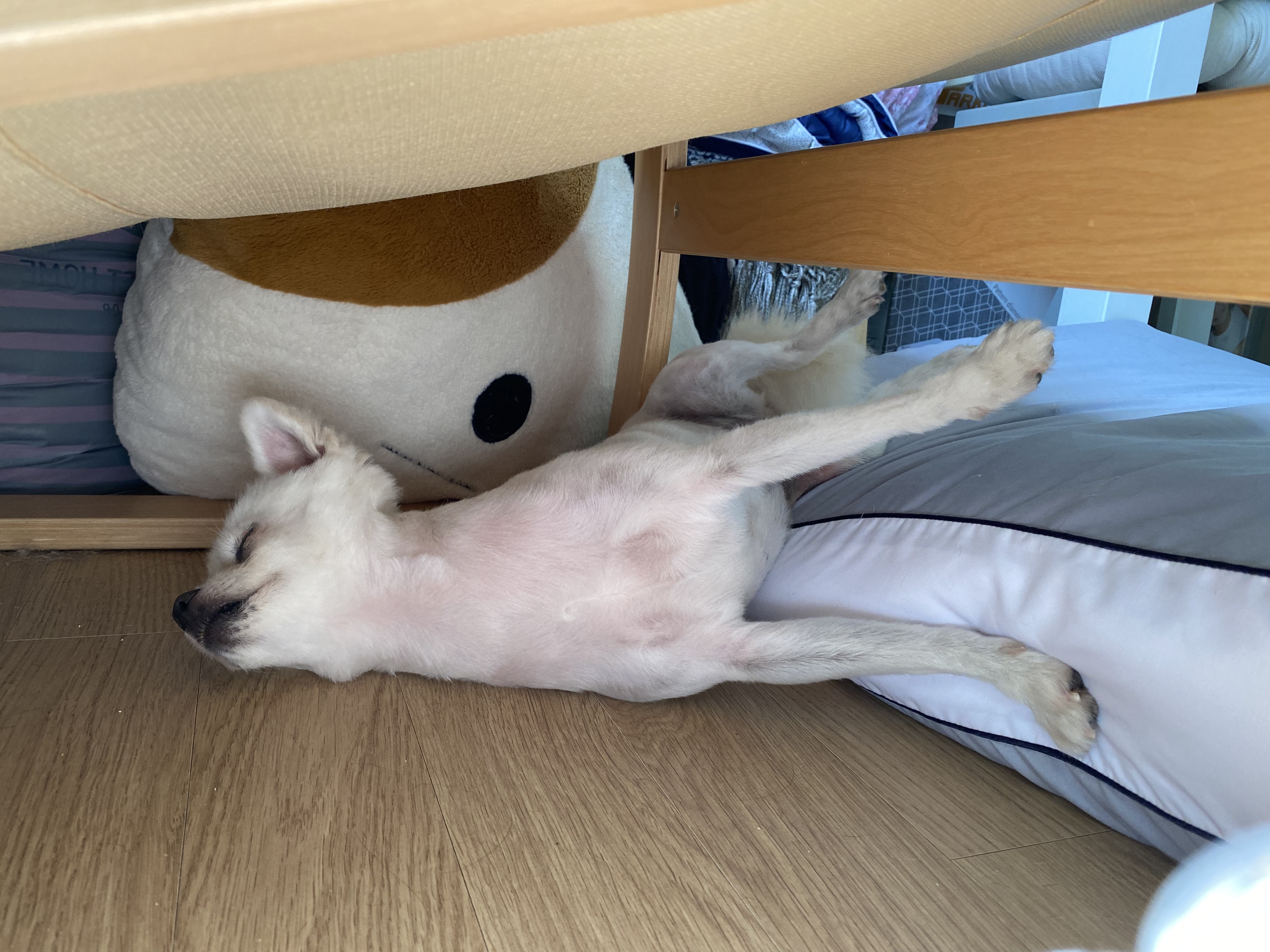 김가루♥3개월 입양일기(곤지암오잉)