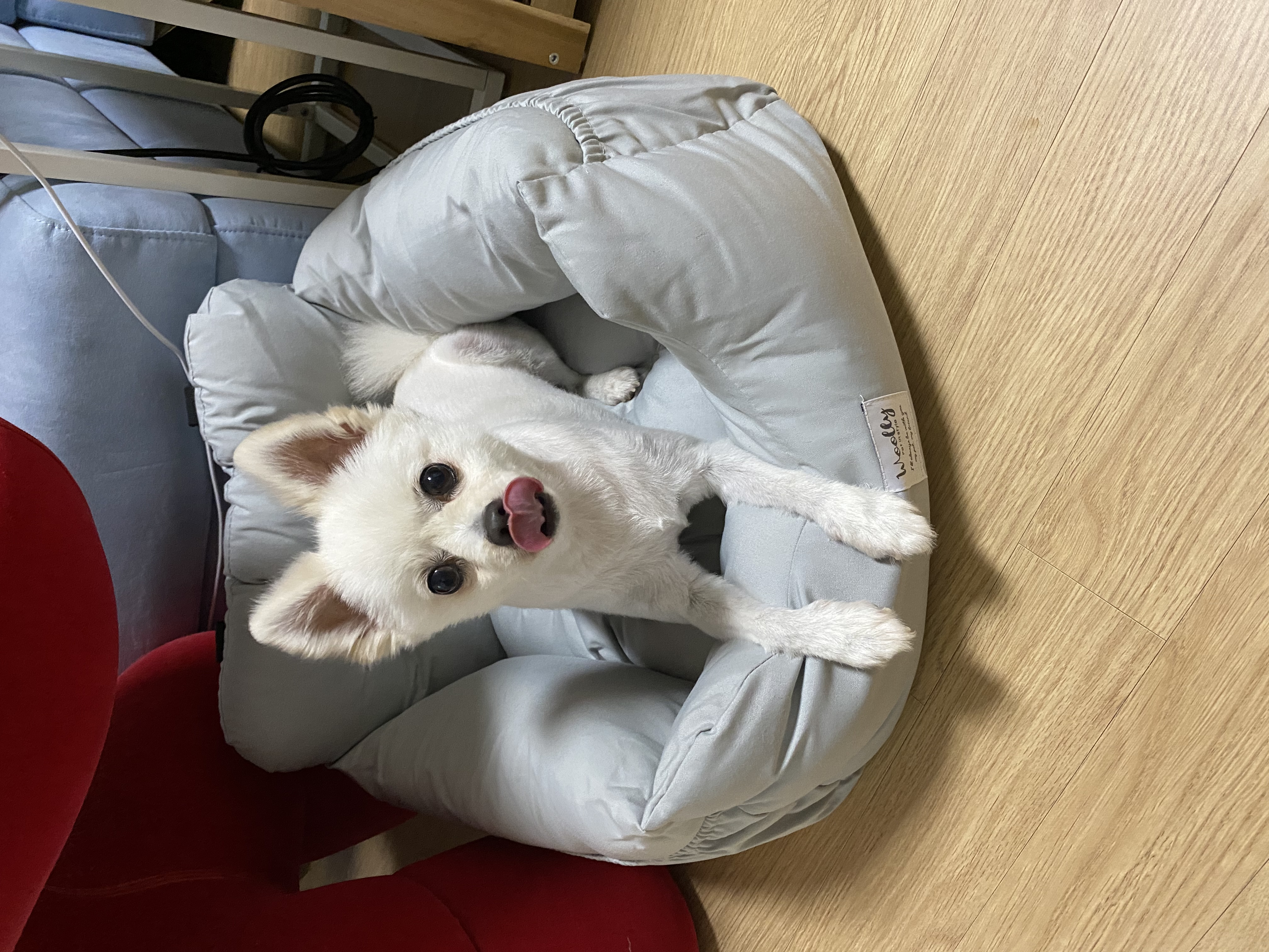 김가루♥3개월 입양일기(곤지암오잉)