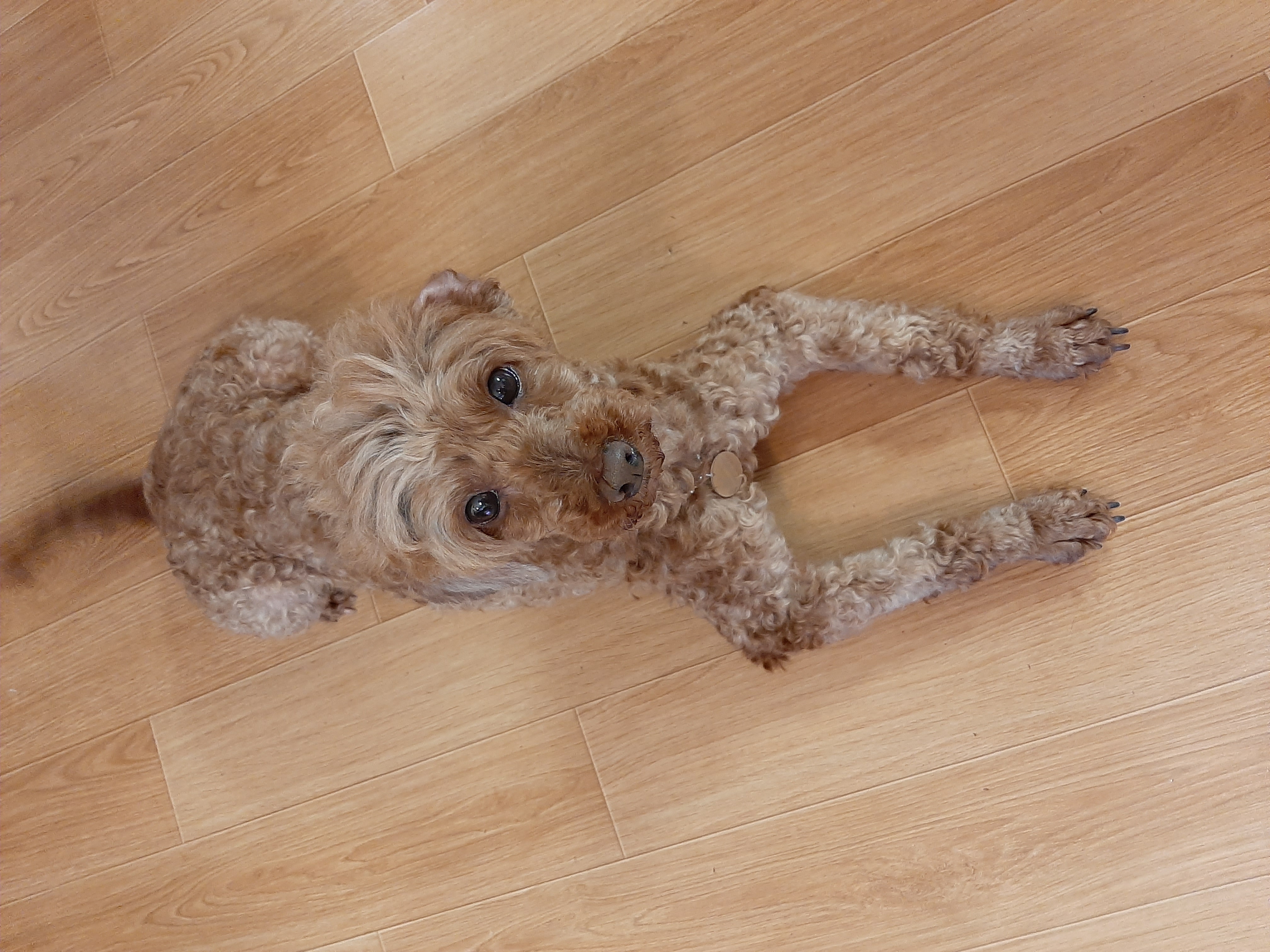 코리(곤지암)와 지낸지 일주일 ^^