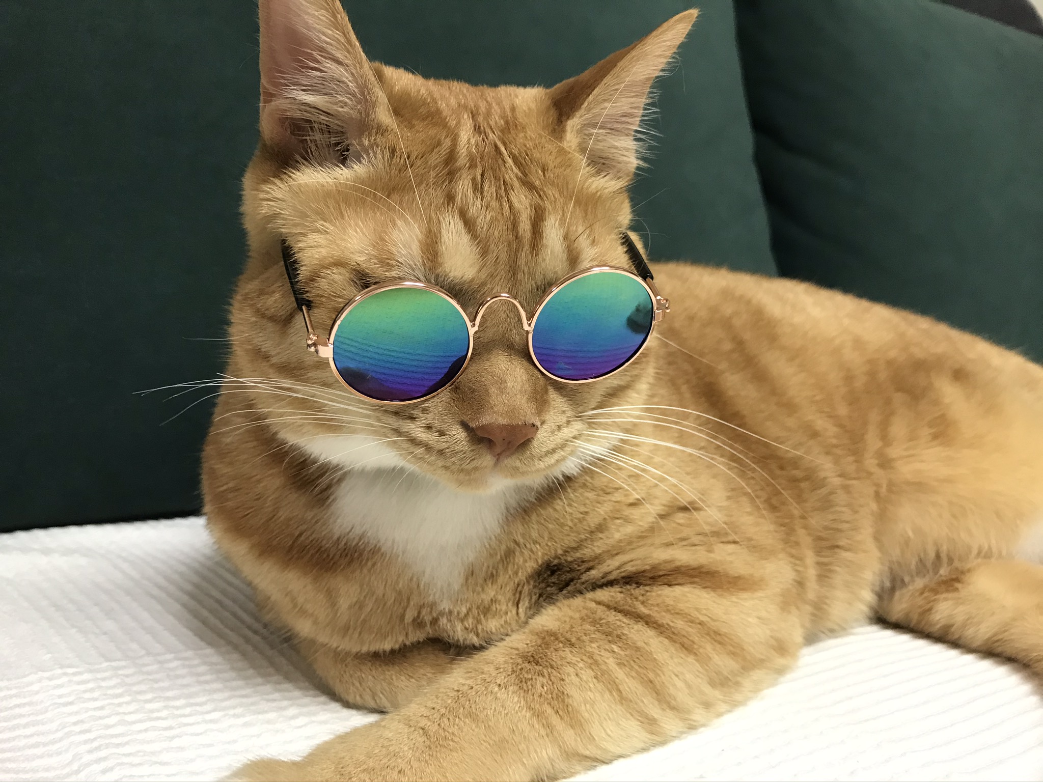 고양이 복동이 7살 생일 맞았어요(입양한지 6년 8개월)