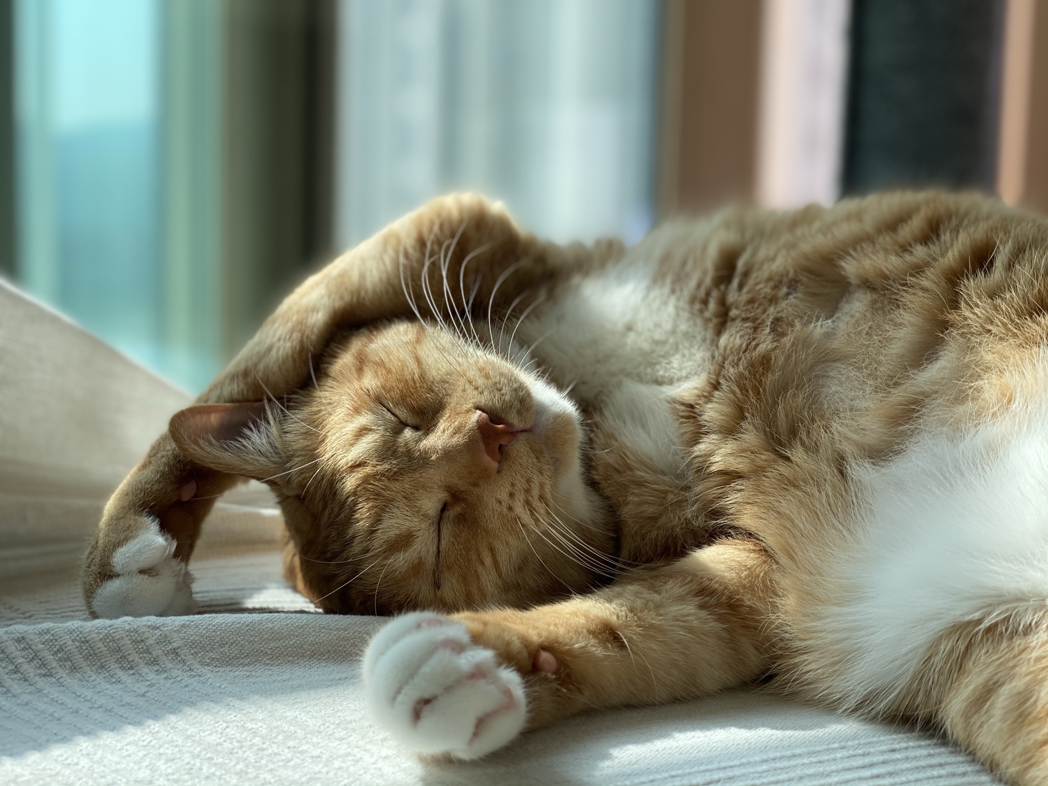 고양이 복동이 7살 생일 맞았어요(입양한지 6년 8개월)