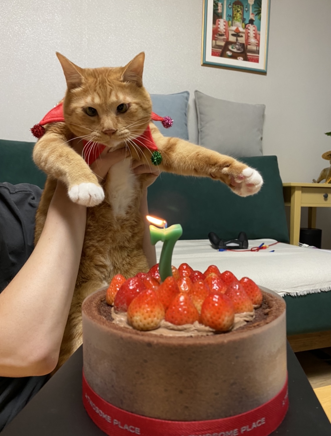 고양이 복동이 7살 생일 맞았어요(입양한지 6년 8개월)