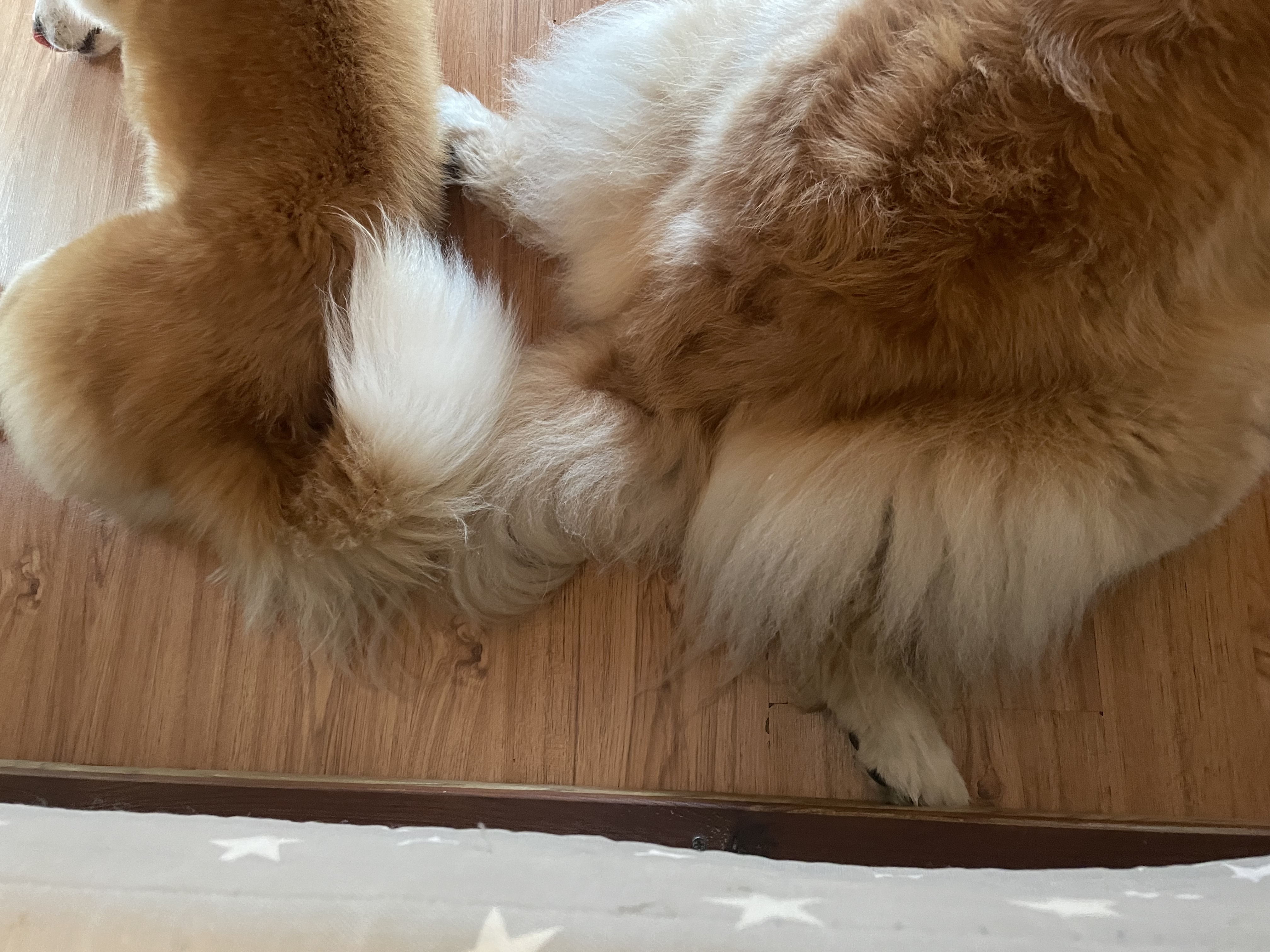 룽지가 온지 한달입니다