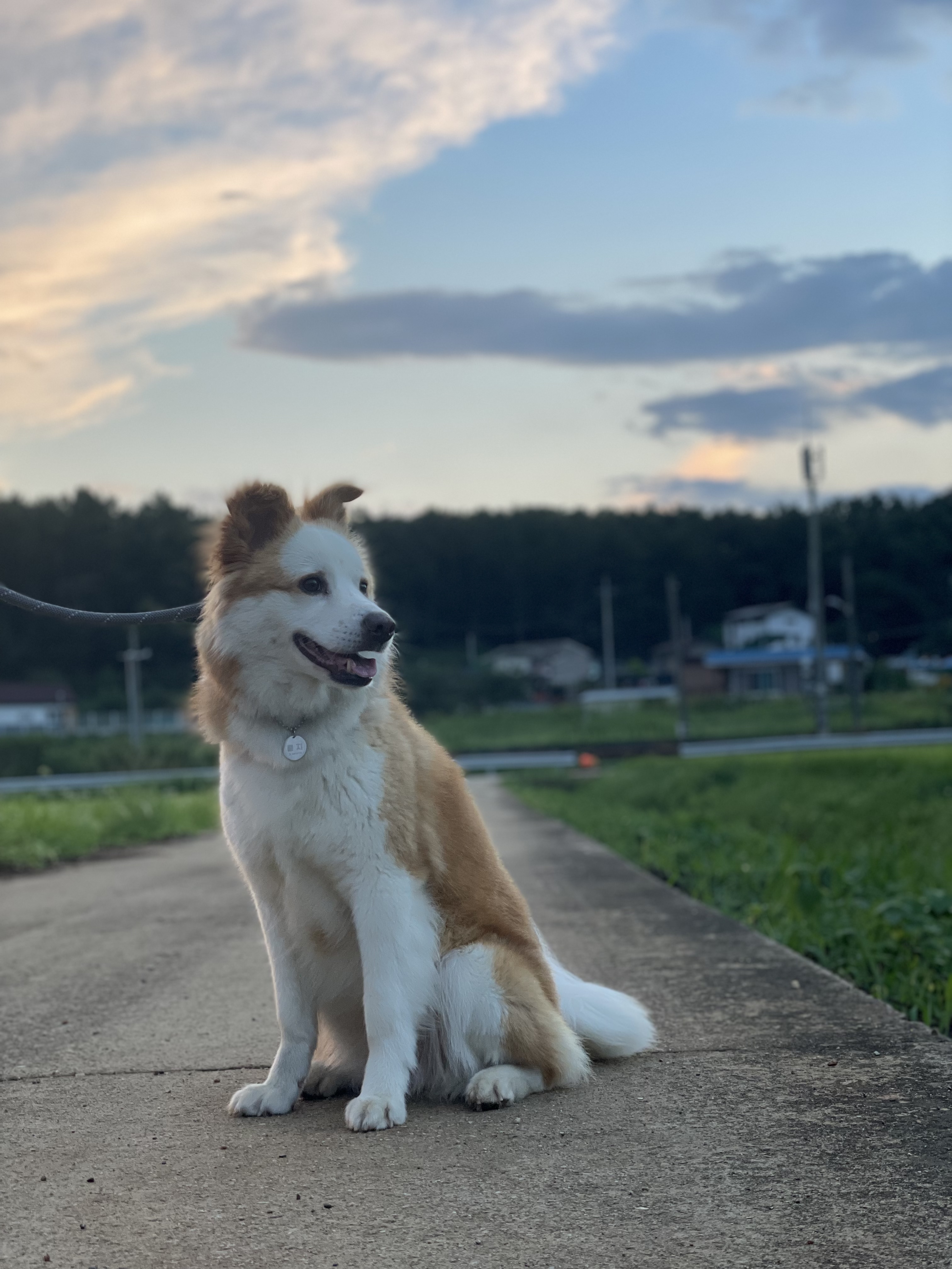 룽지가 온지 한달입니다